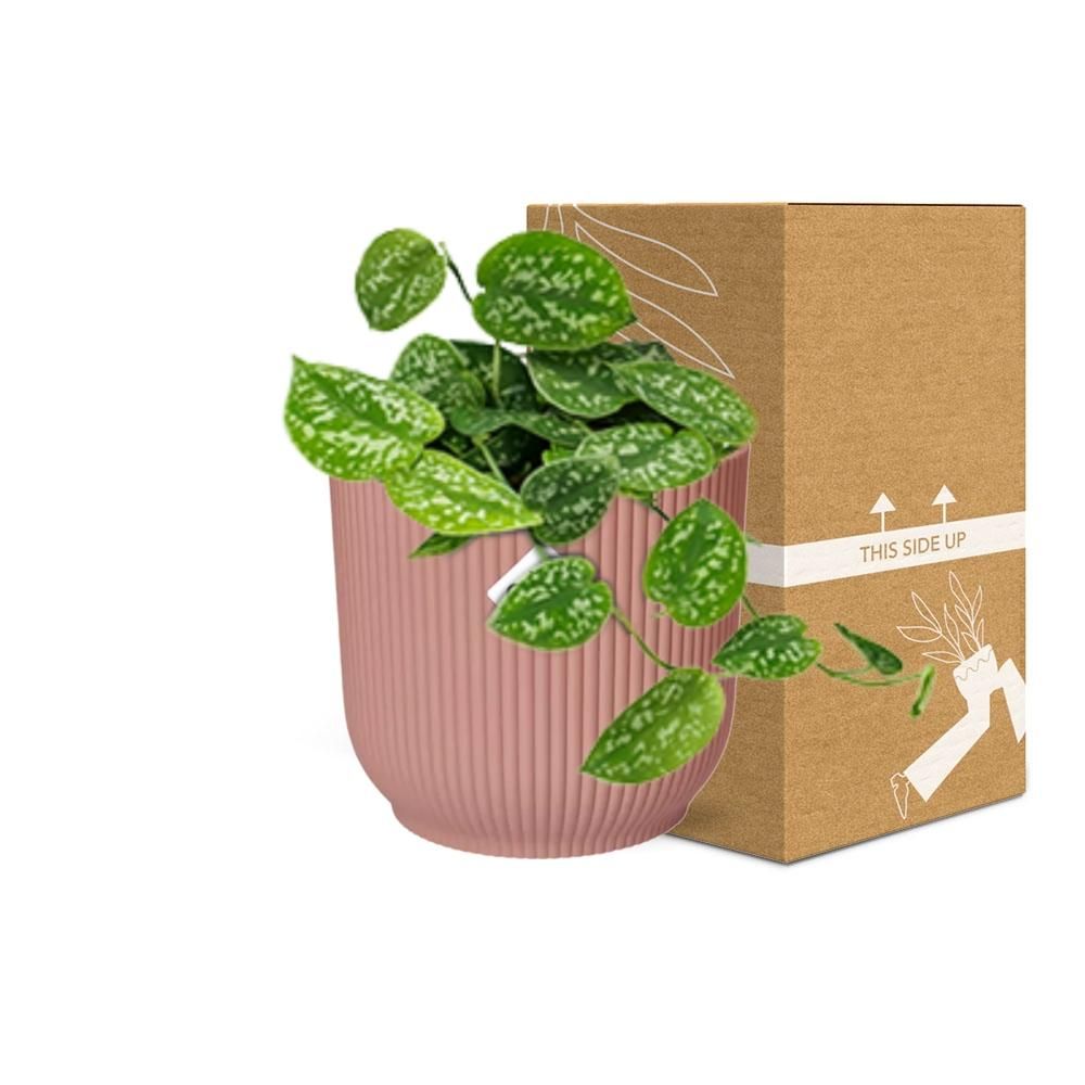 Scindapsus Pictus – Elegante Zimmerpflanze mit Luftreinigung