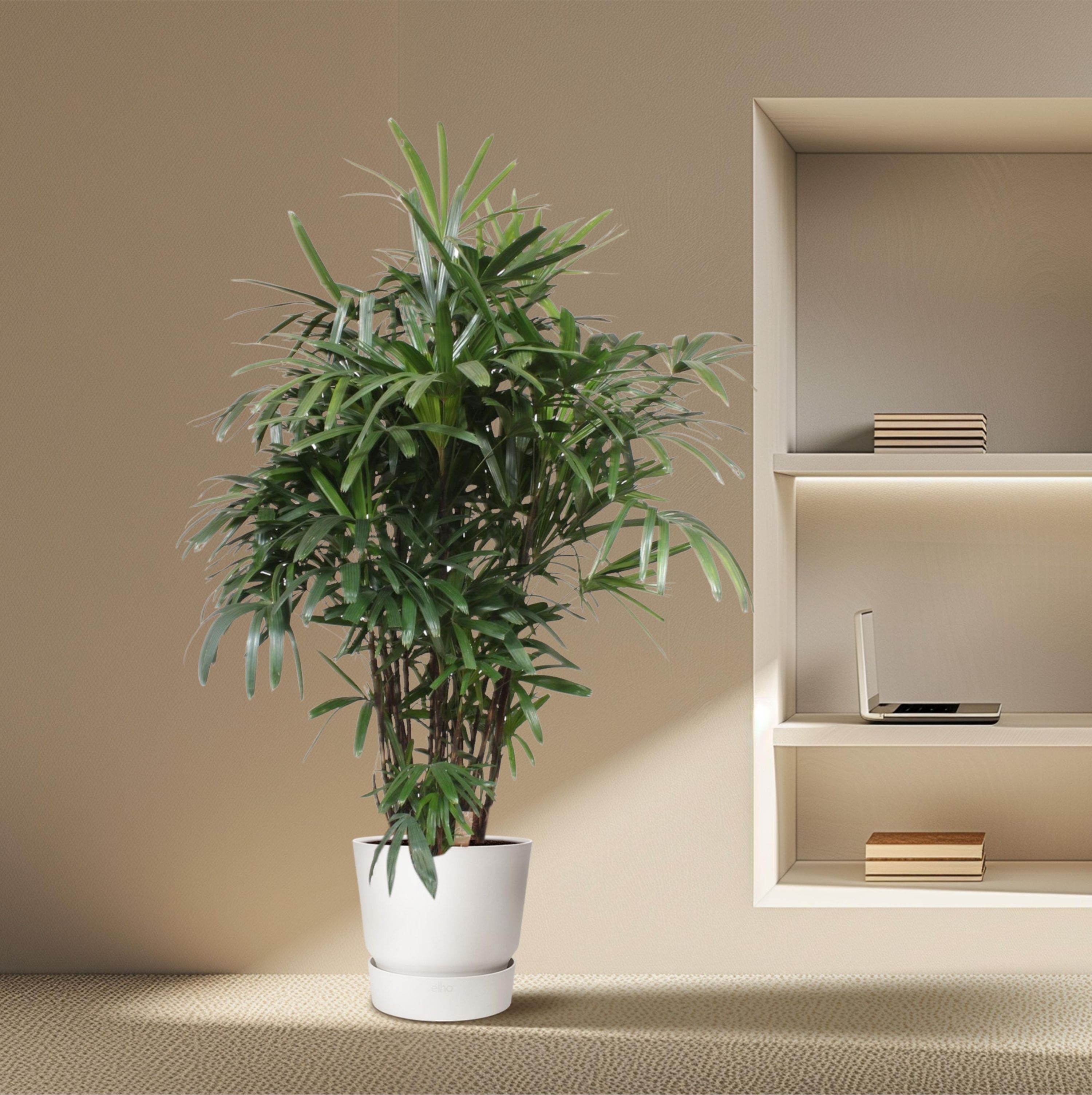 Rhapis Excelsa Damenpalme – elegante Zimmerpflanze