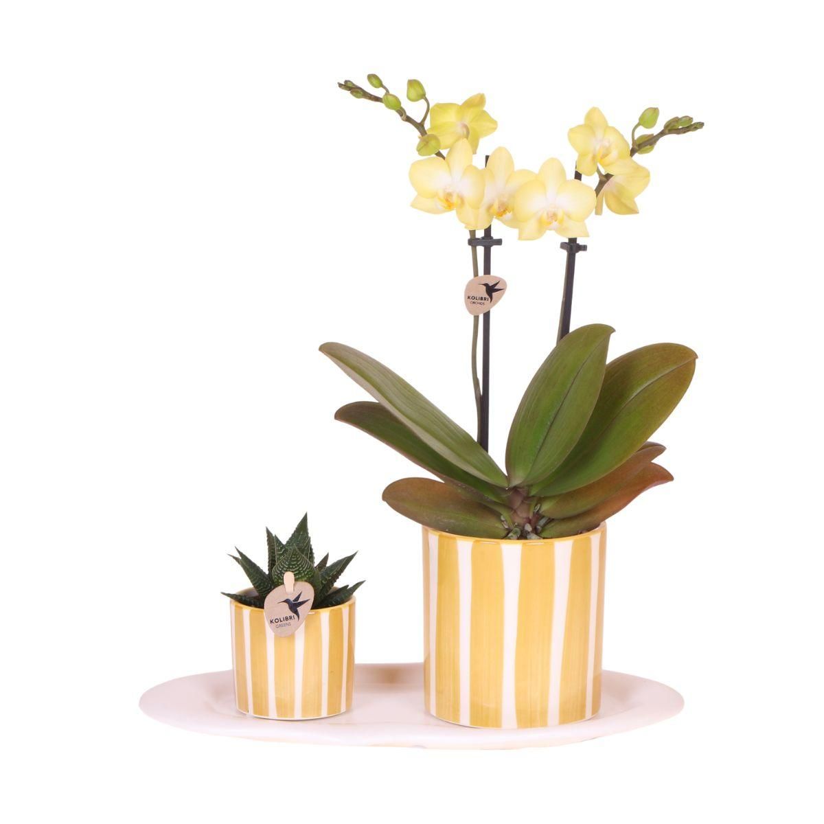 Ostergeschenkset Klein | Grüne Pflanze & Gelbe Orchidee | In Painted Stripe Übertöpfen auf Tablett
