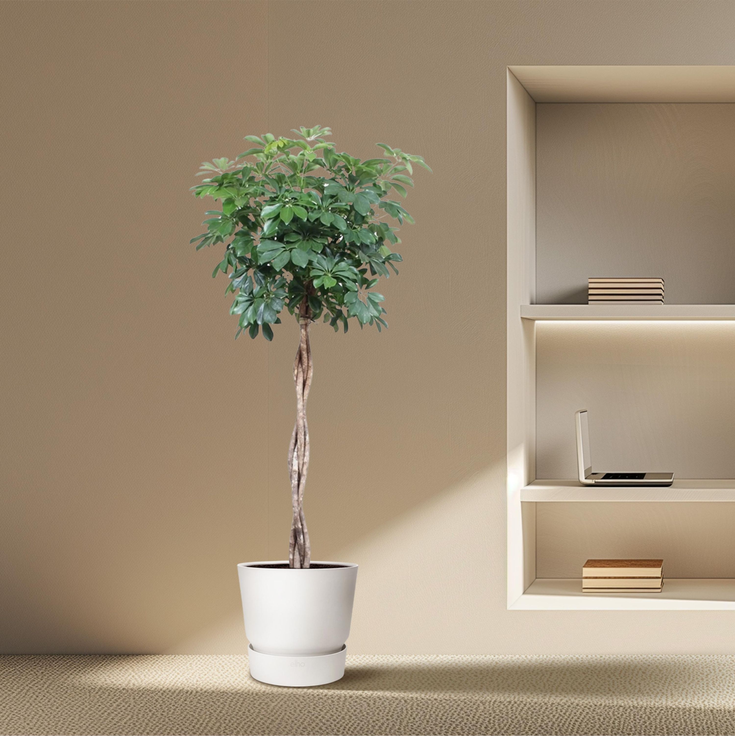 Schefflera Arboricola Compacta Zimmerpflanze mit geflochtenem Stamm