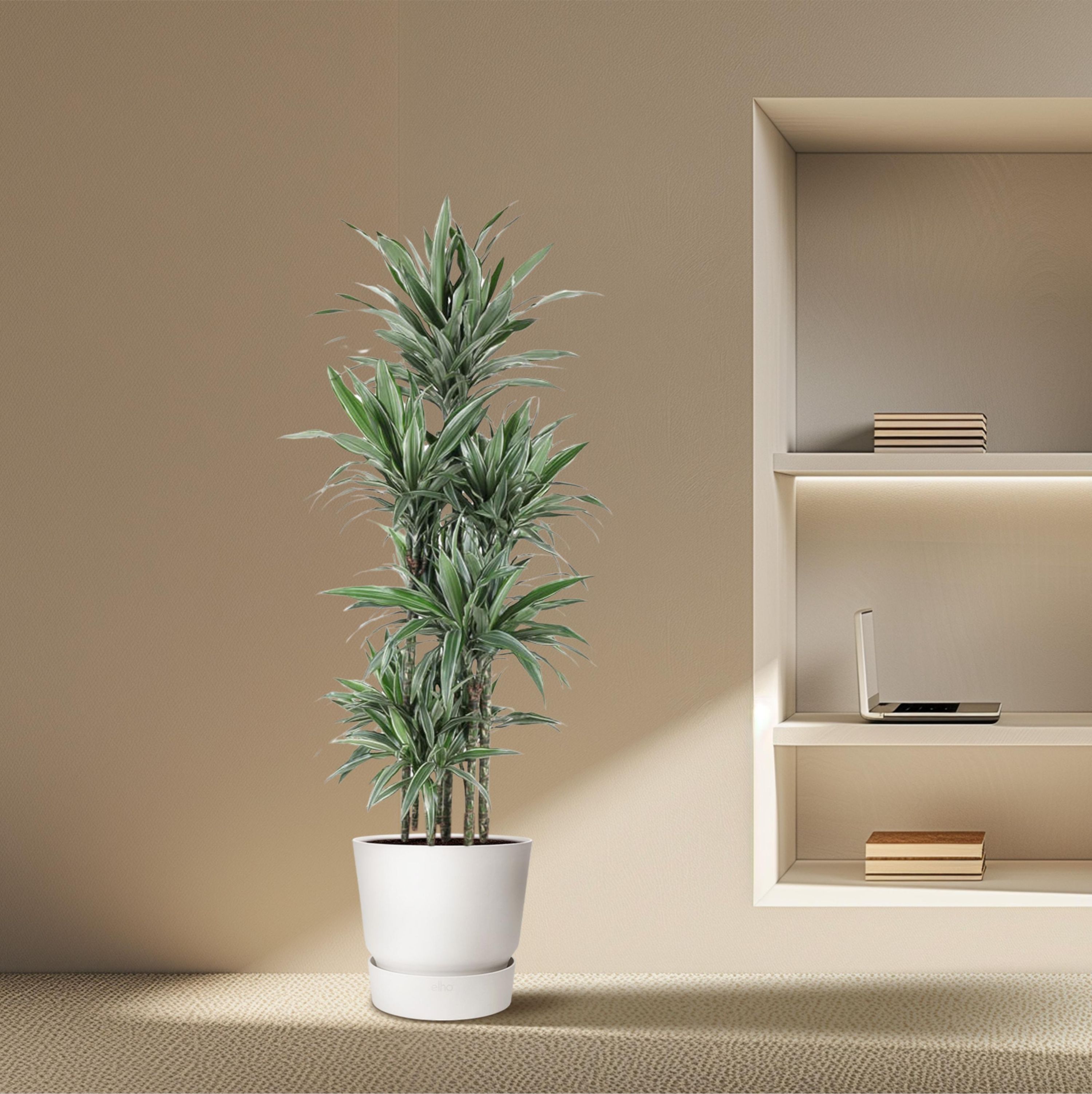 Dracaena Warneckei elegante Zimmerpflanze