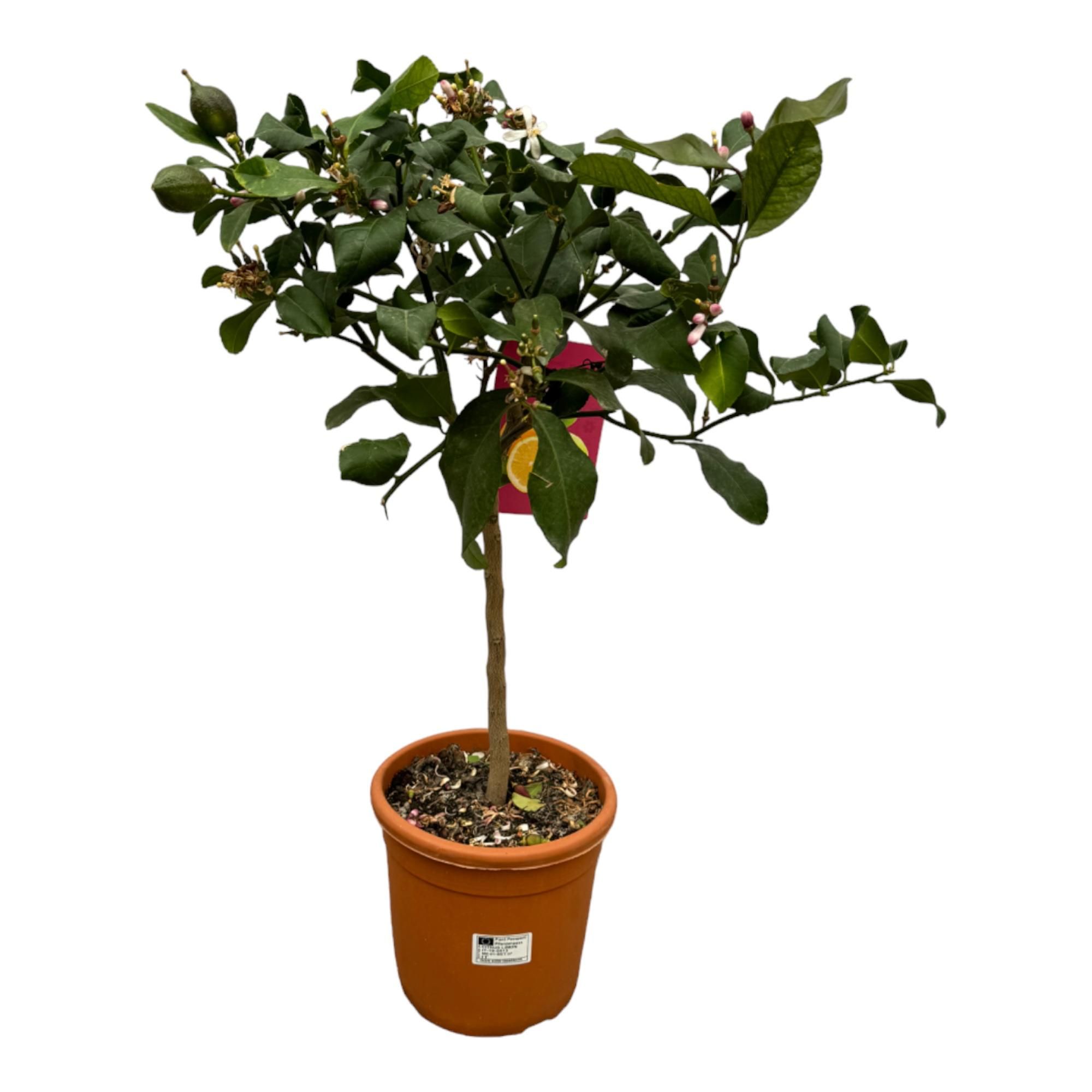 Citrus Calamondin Zimmerpflanze