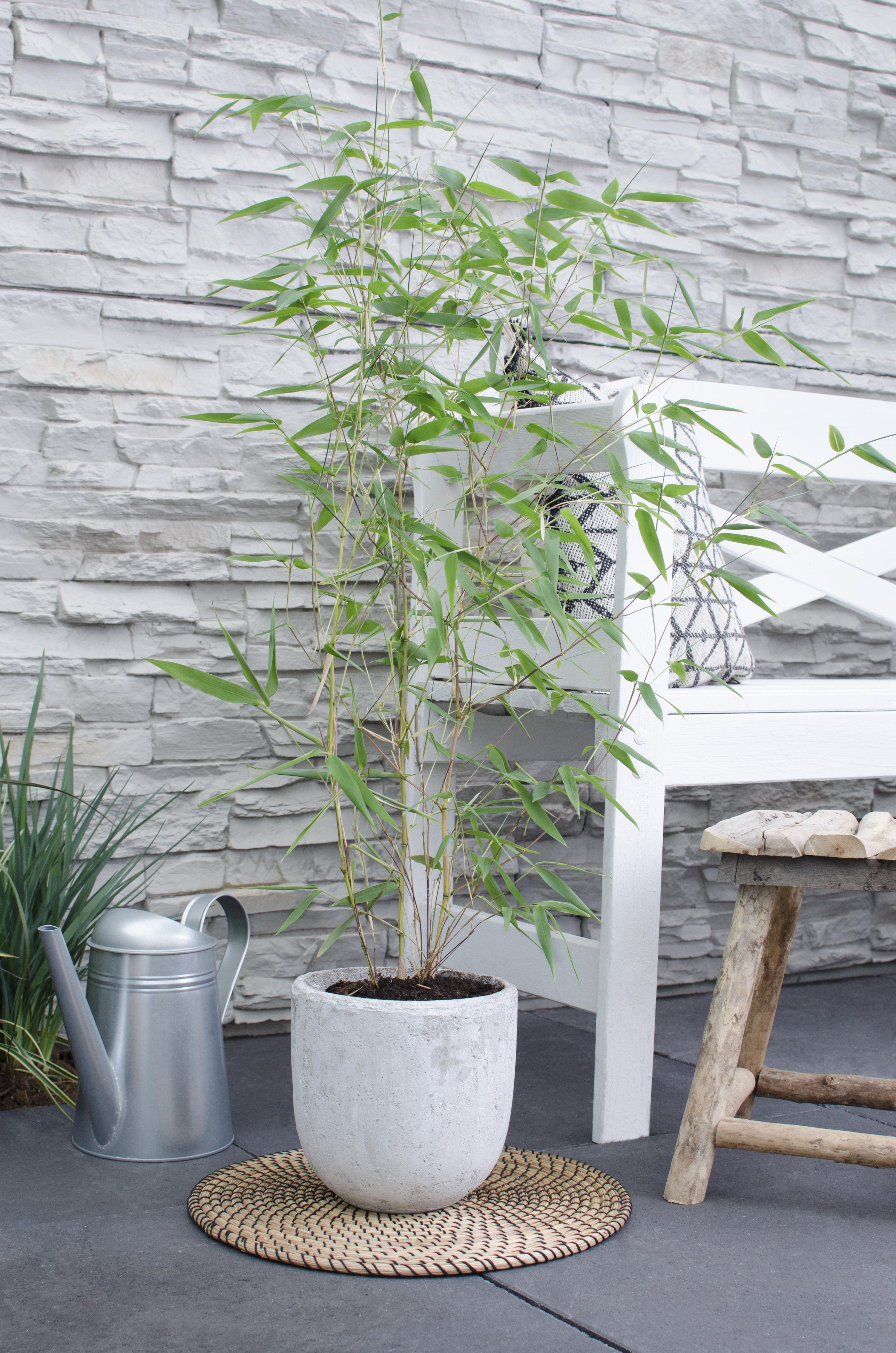 Phyllostachys Bissetii Bambus