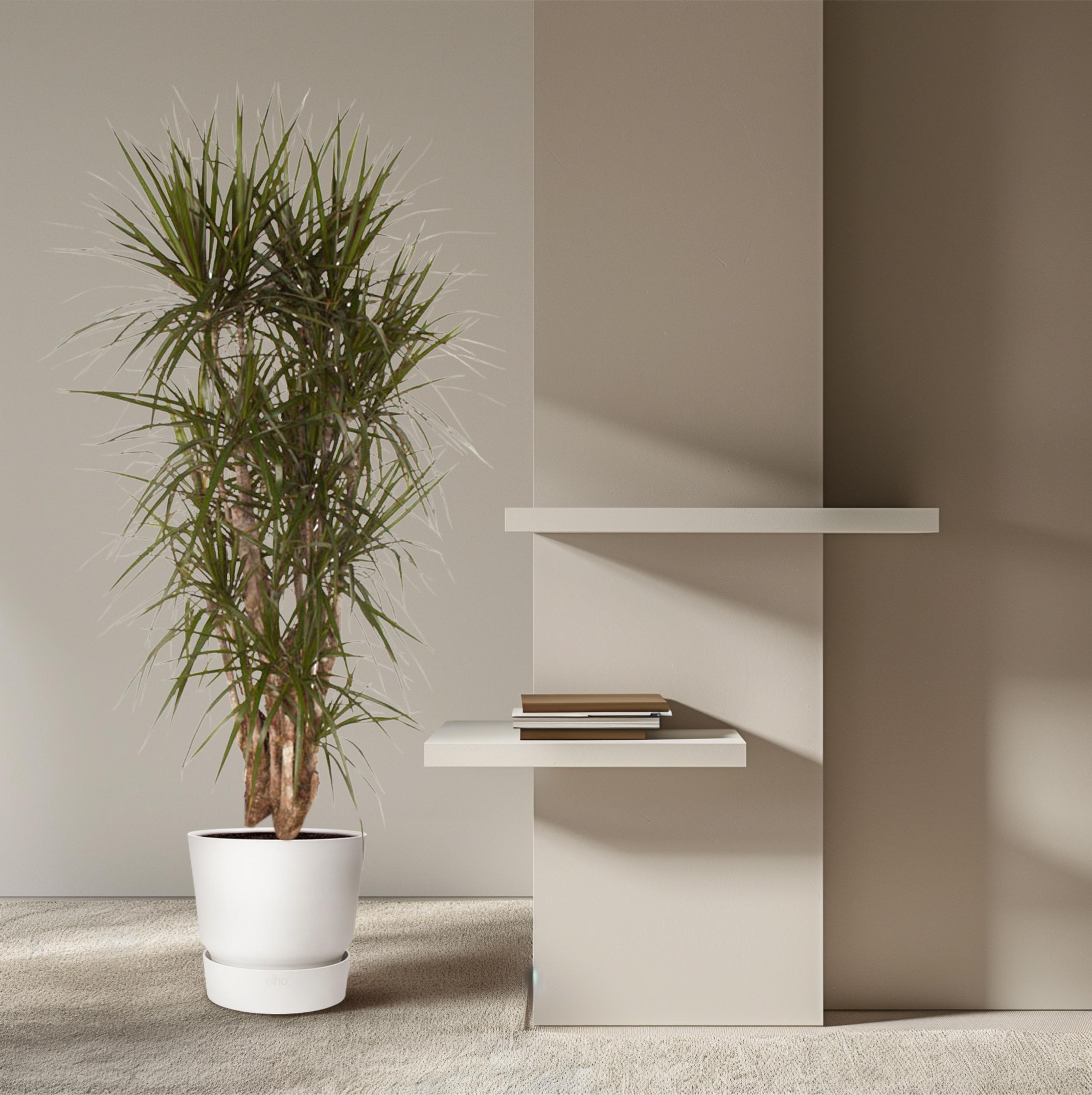Dracaena Marginata elegante Zimmerpflanze