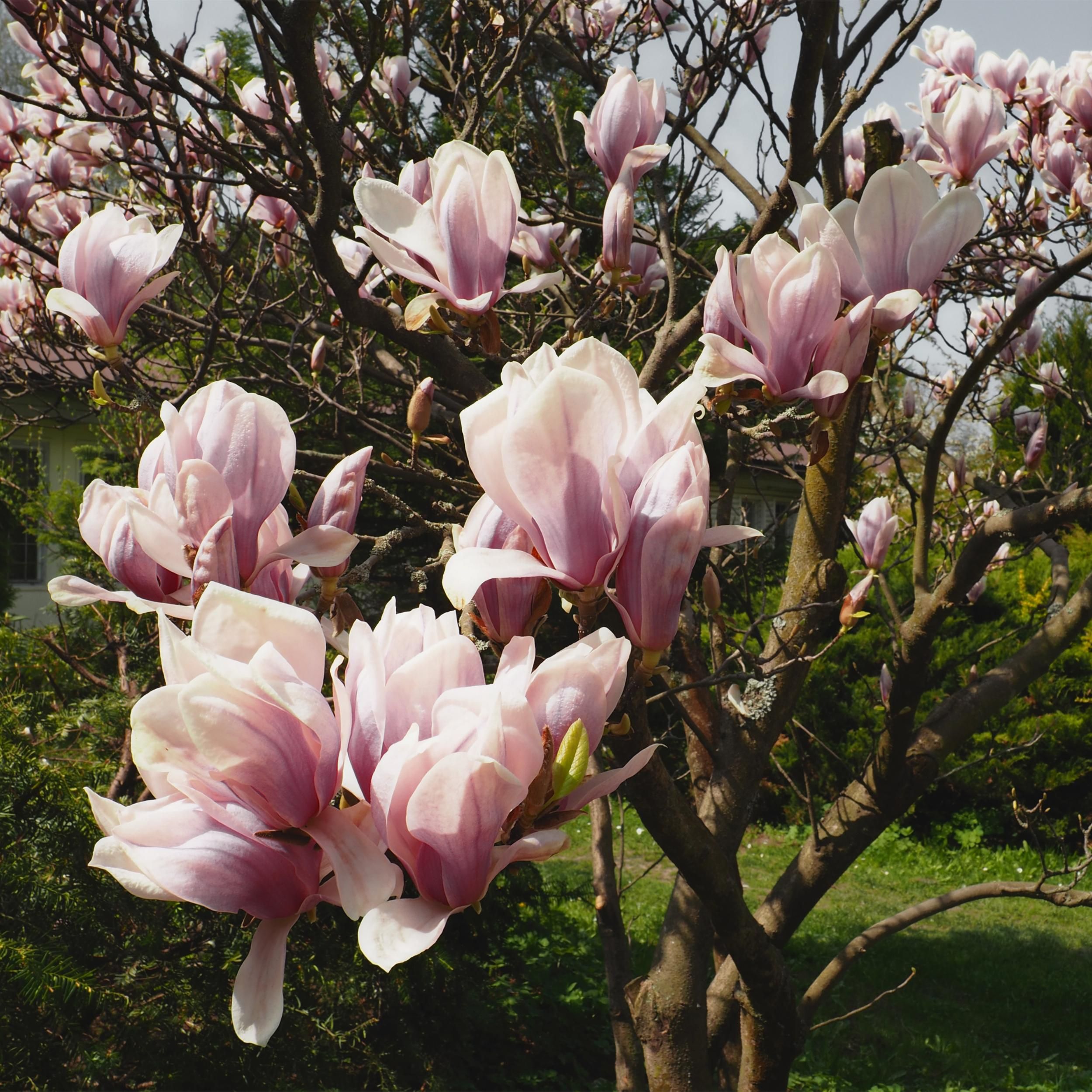 Magnolia Soulangiana Strauch – Blüten Hellrosa – Laubabwerfend – Wenig Pflege