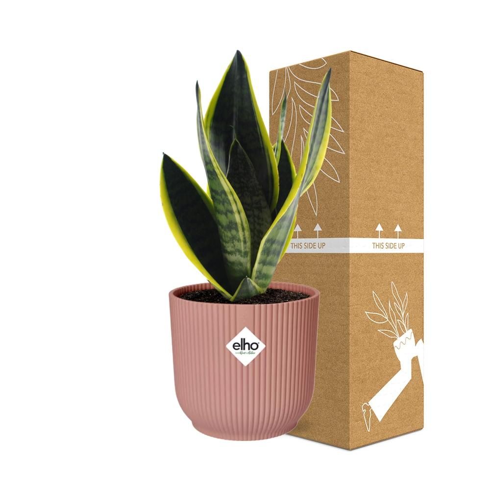 Sansevieria Futura Superba – Schlangenpflanze in dekorativem Topf