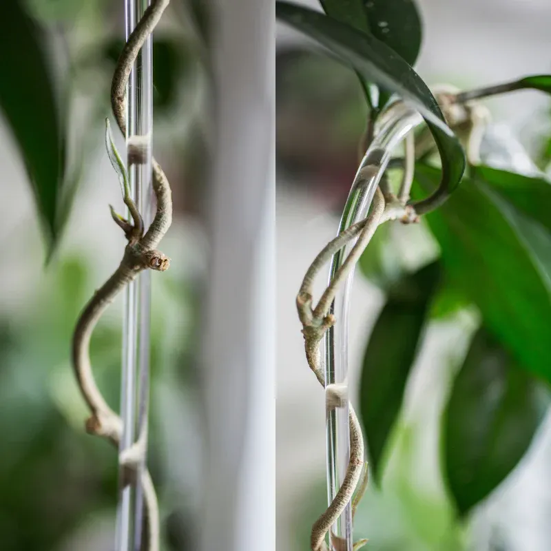 Arch Trellis – Minimalist Support for Your Climbing Plants
