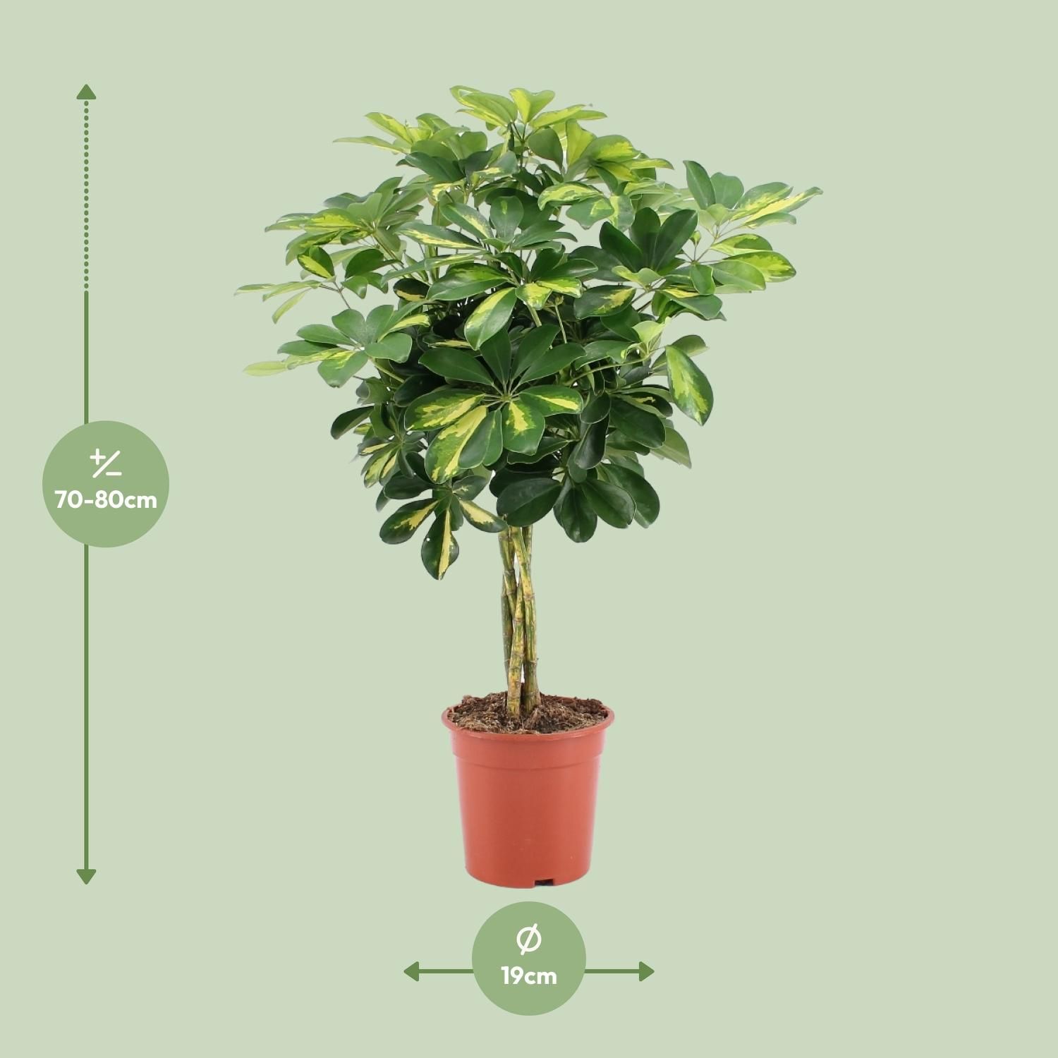 Schefflera Arboricola Gold Capella Zimmerpflanze