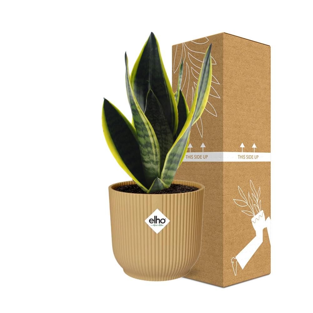 Sansevieria Futura Superba Zimmerpflanze