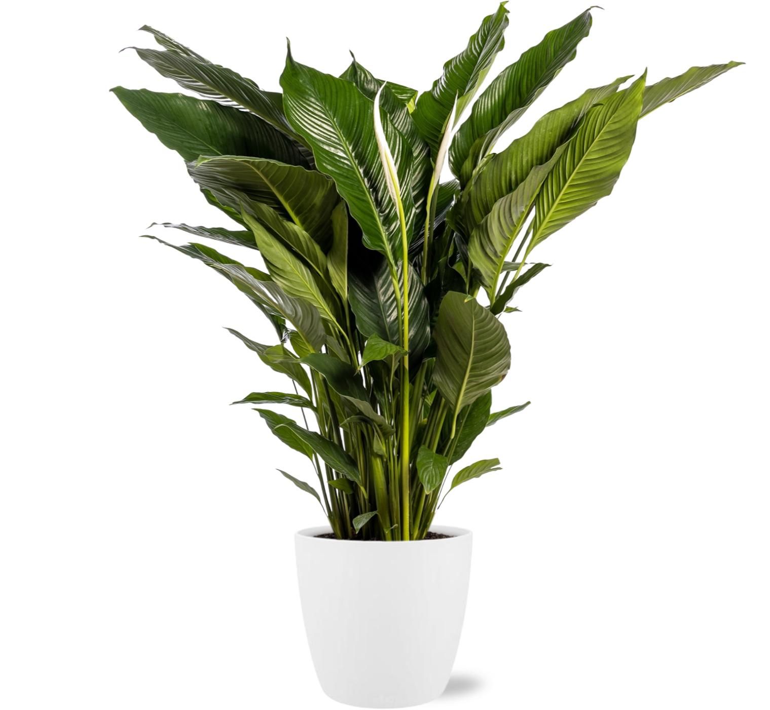 Spathiphyllum Sweet Sebastiano – Friedenslilie – 110 cm hoch – Inklusive Topf