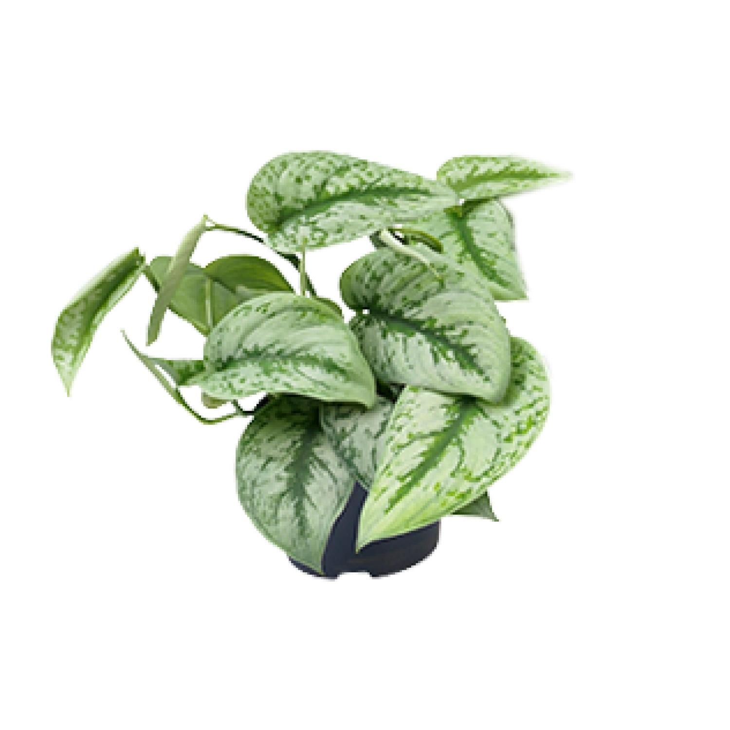 Scindapsus Pictus Trebie Zimmerpflanze