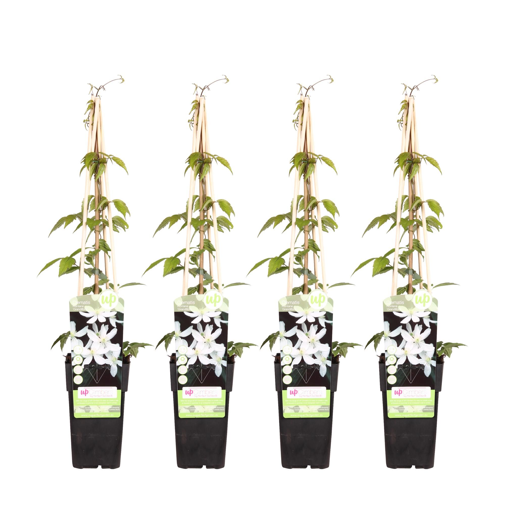 4x Clematis Montana 'Grandiflora' | Kletterpflanze | Winterhart | Ø 15cm Topf
