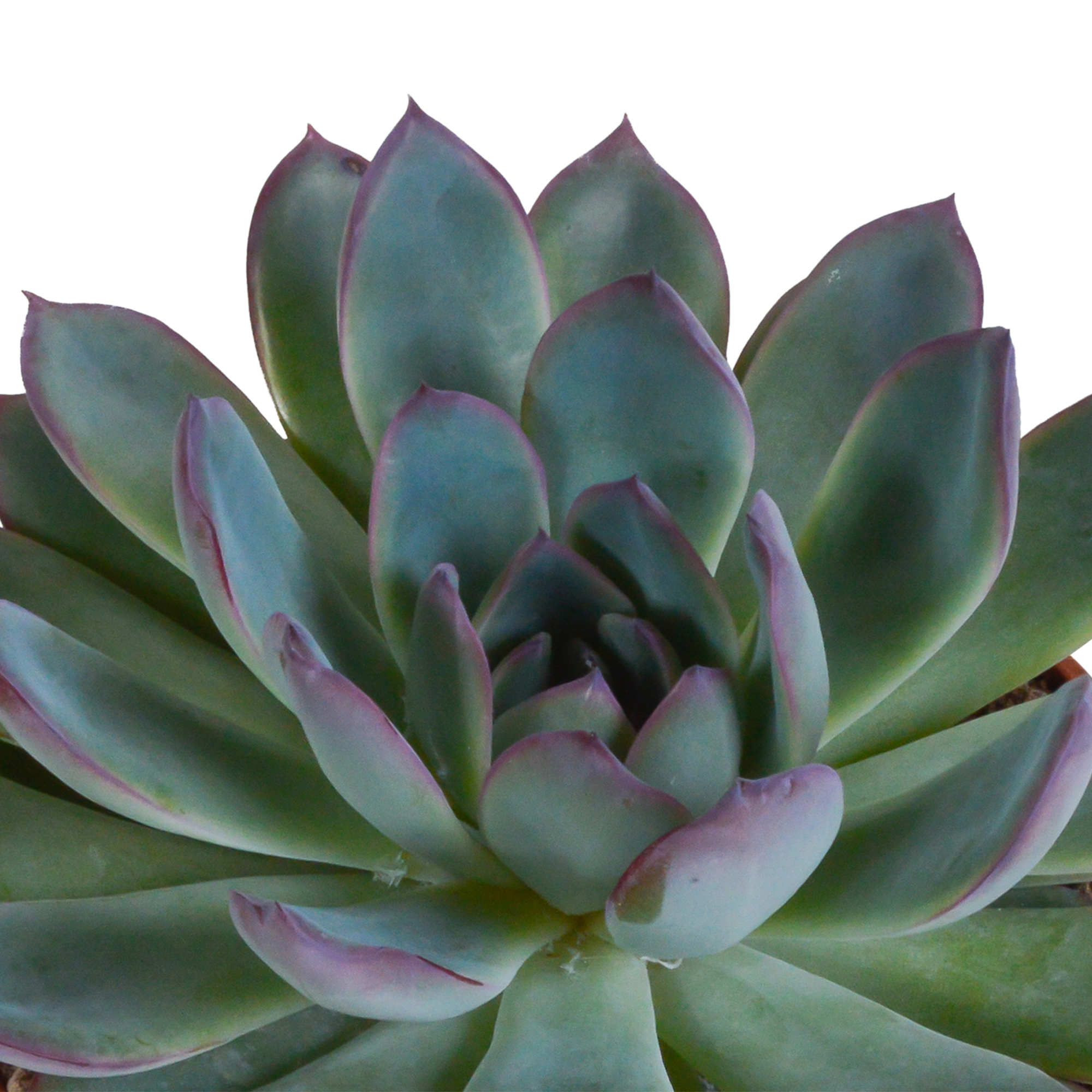 Echeveria Mix in Terrakotta Topf