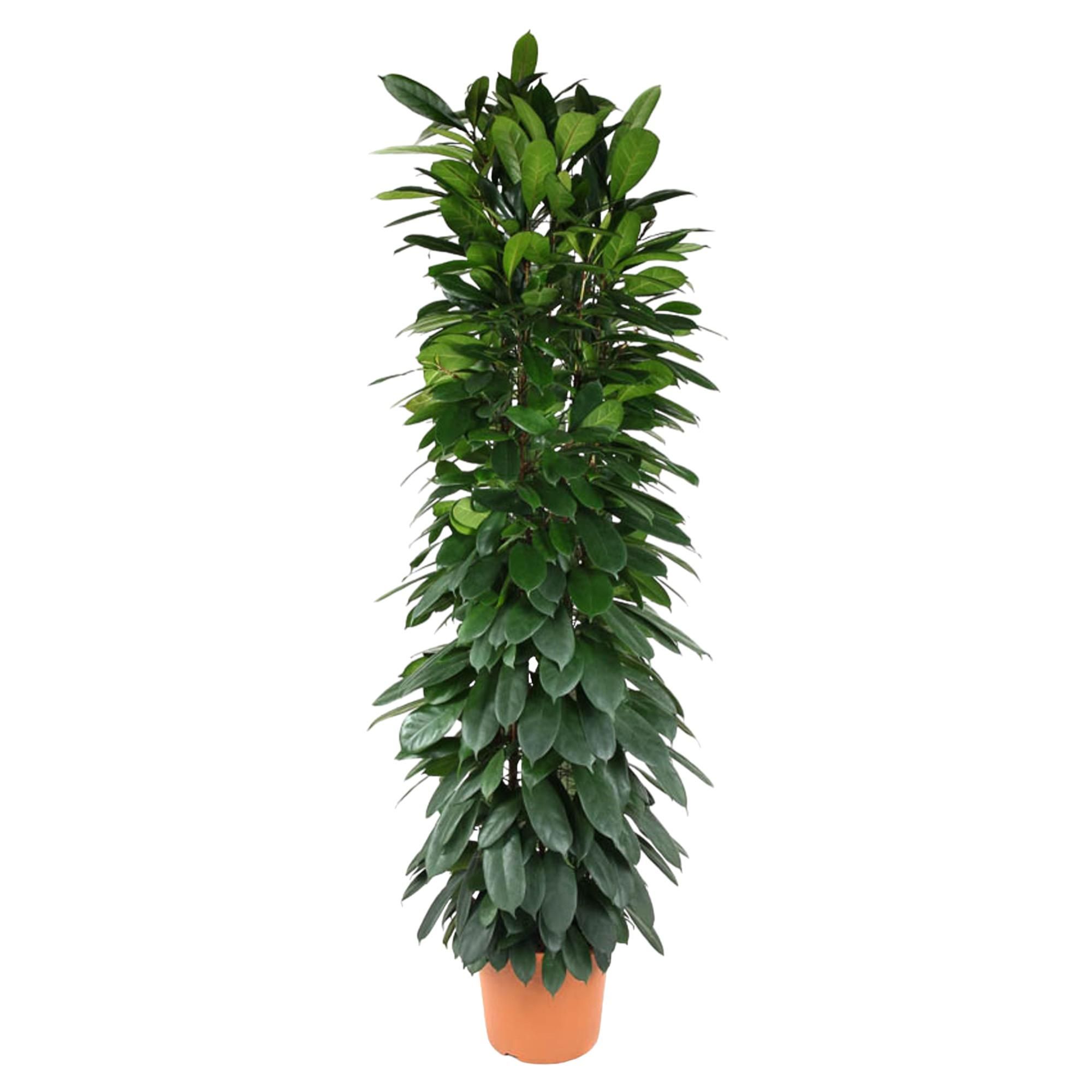 Ficus Cyatistipula eleganter Zimmerbaum