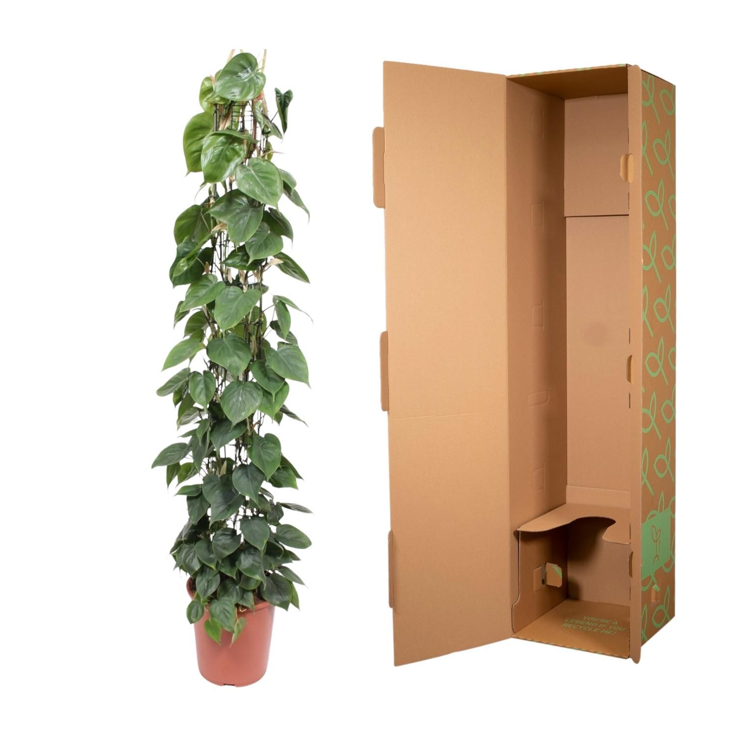 Philodendron Green Wonder Zimmerpflanze