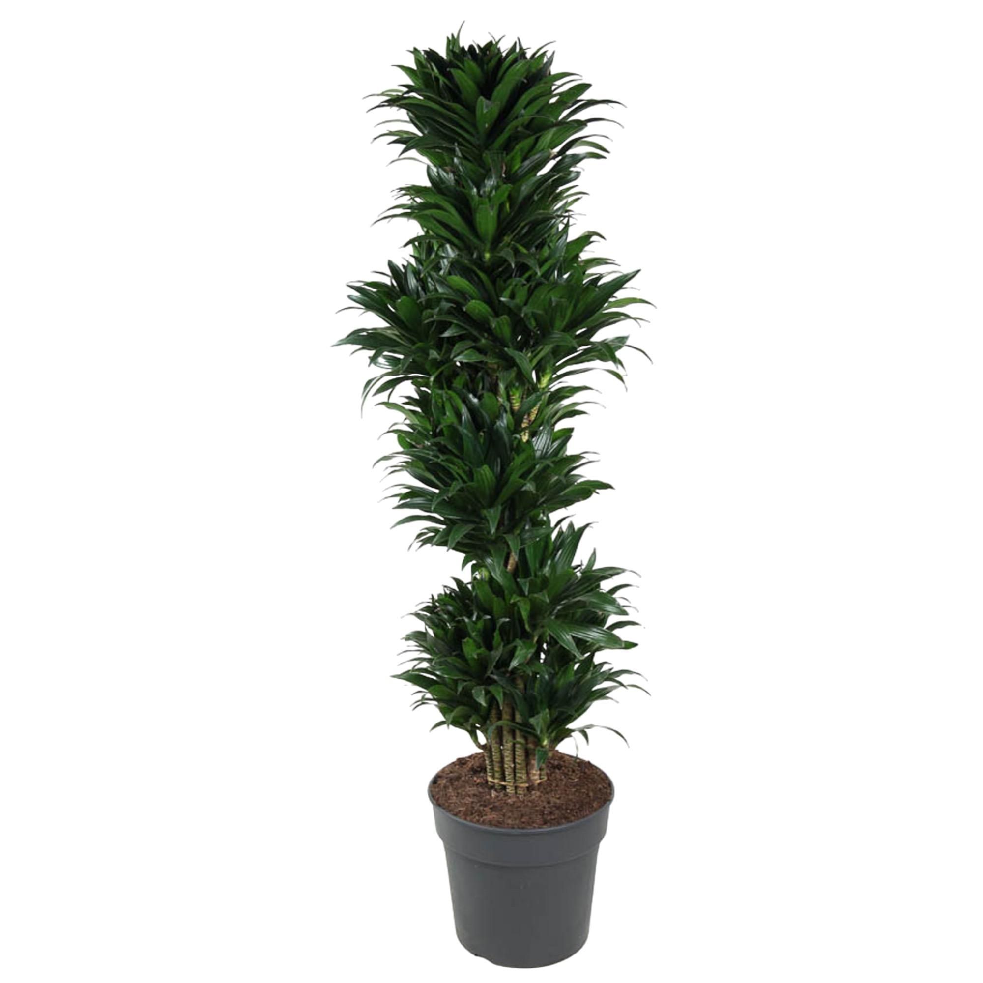 Dracaena Compacta - elegante Zimmerpflanze
