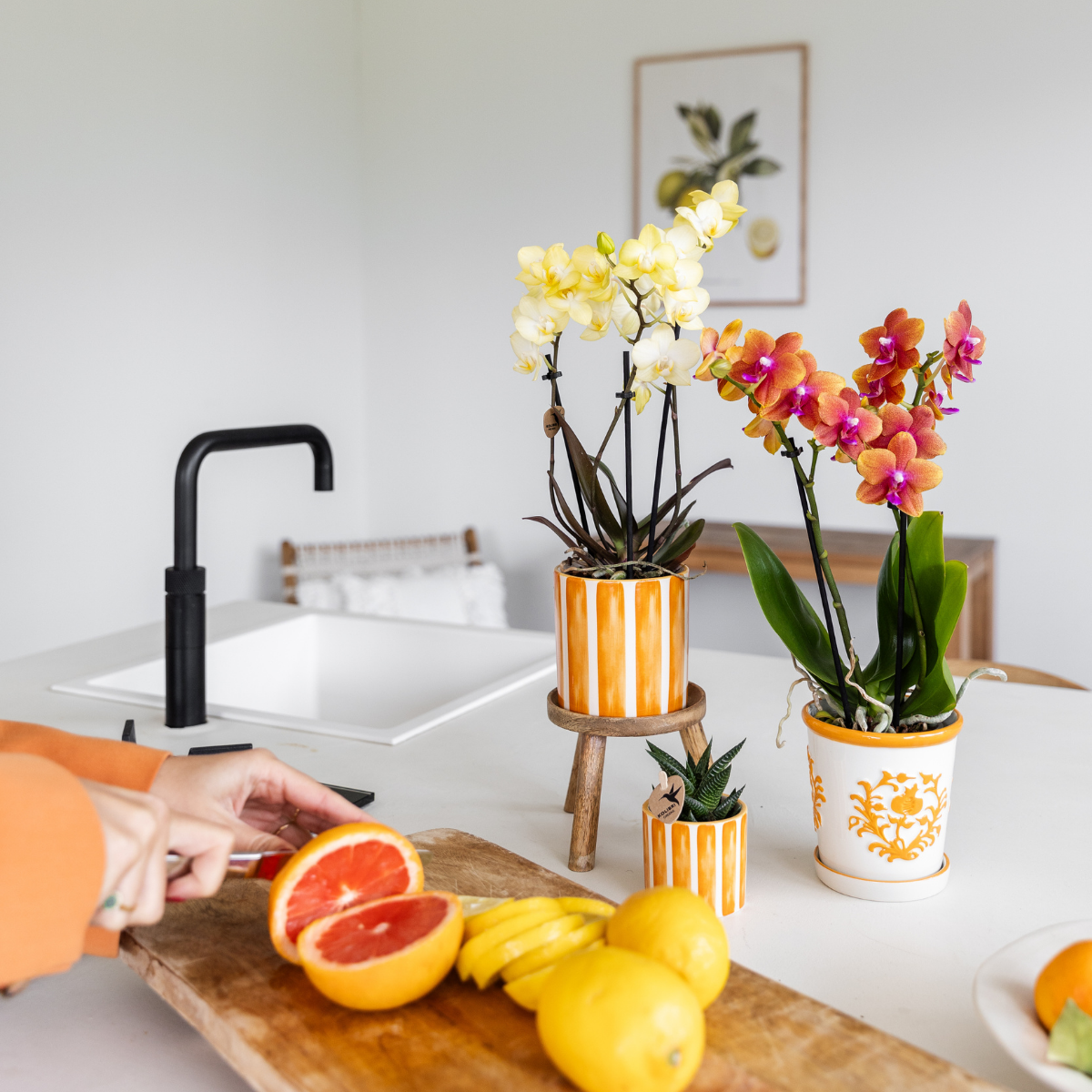 Phalaenopsis Orchidee Gelb