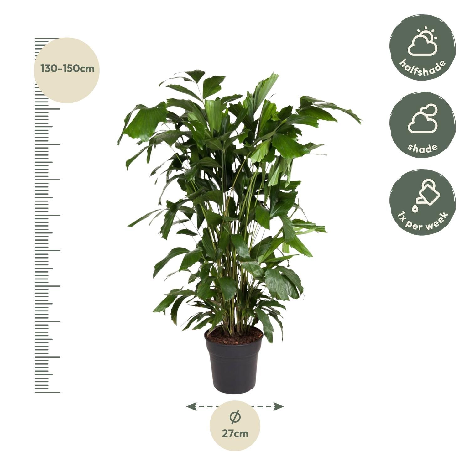 Caryota Mitis Fischschwanzpalme