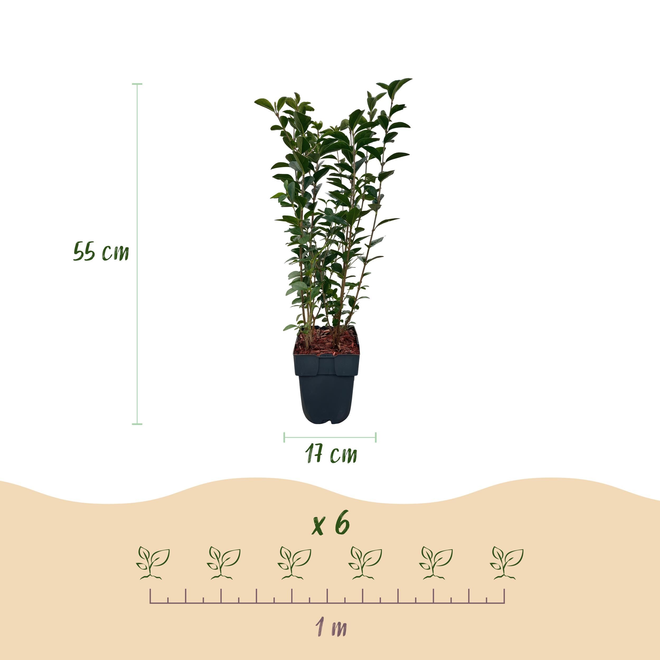 Ligustrum Ovalifolium Heckenpflanze – Immergrün – 6 Pflanzen – 1 Laufender Meter – Topf 17cm
