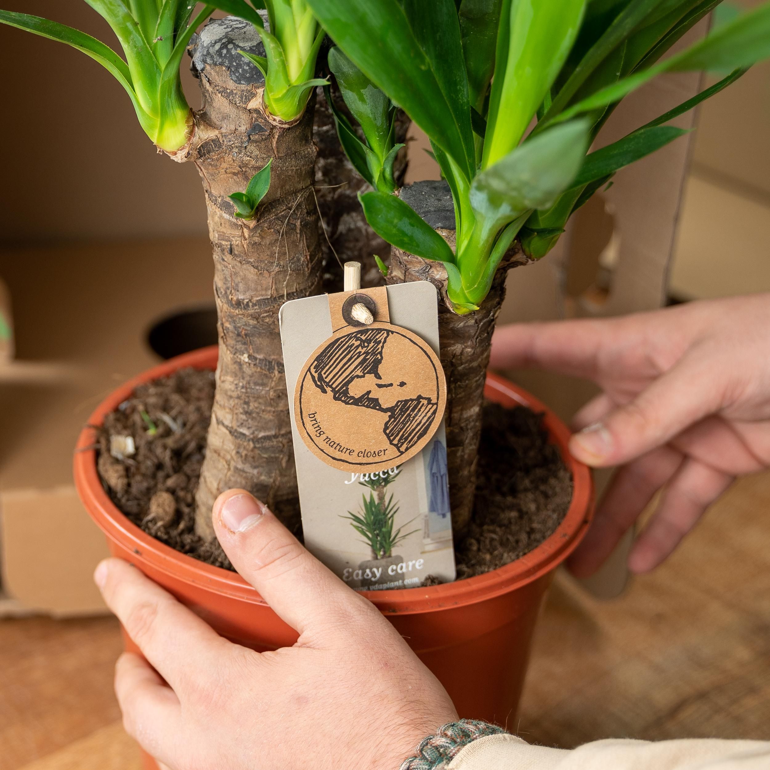 Yucca Palmlilie Zimmerpflanze – Robust & Pflegeleicht
