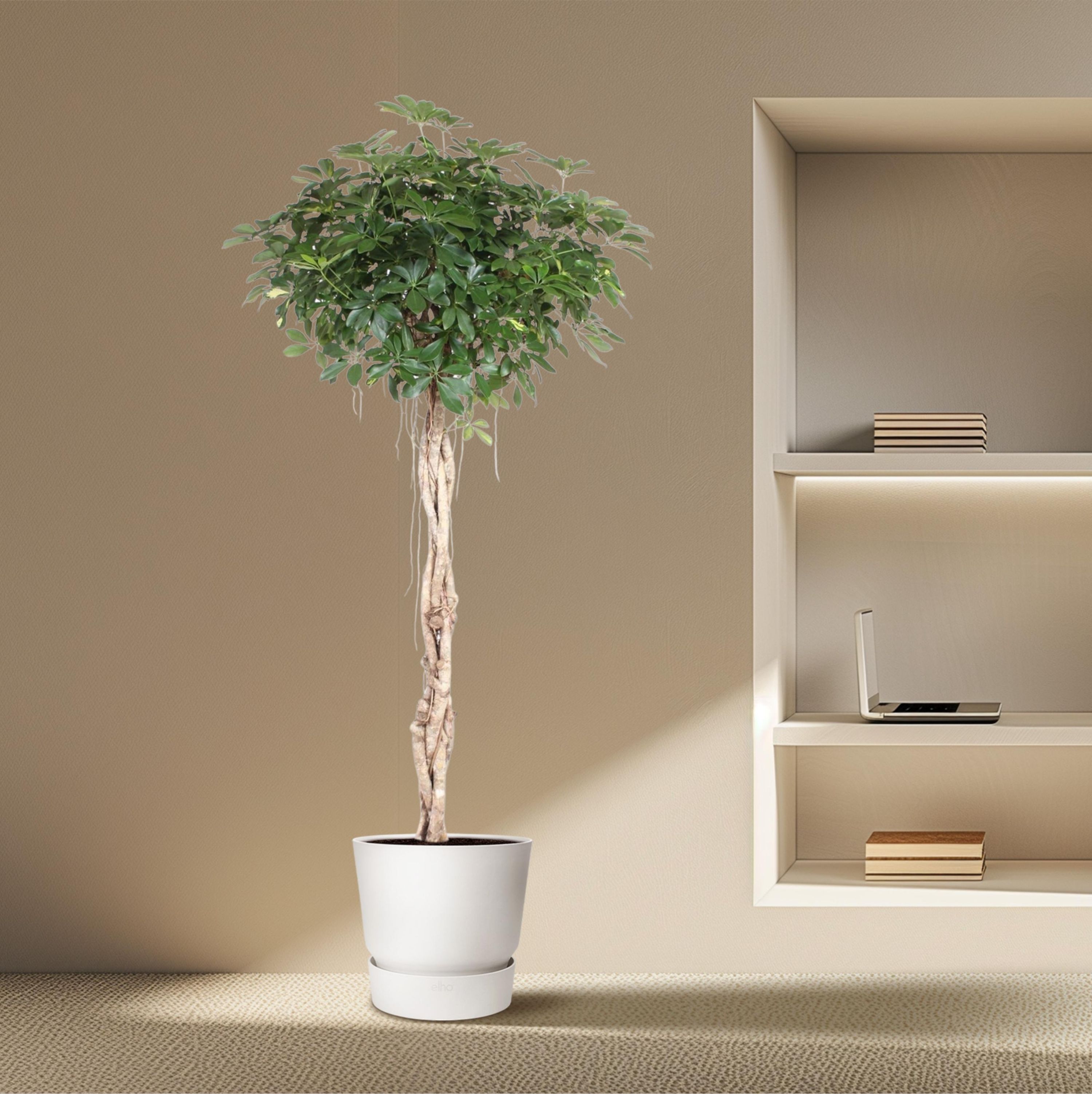 Schefflera Arboricola Compacta Zimmerpflanze mit geflochtenem Stamm