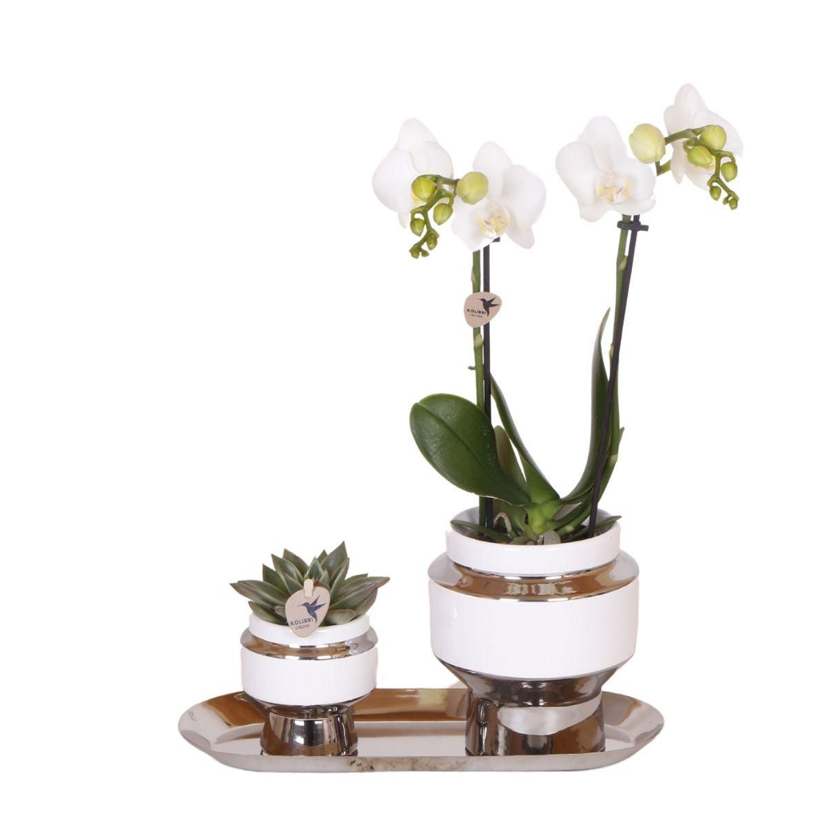 Kolibri Orchideen Weißes Orchideen-Set im Baumwollkorb