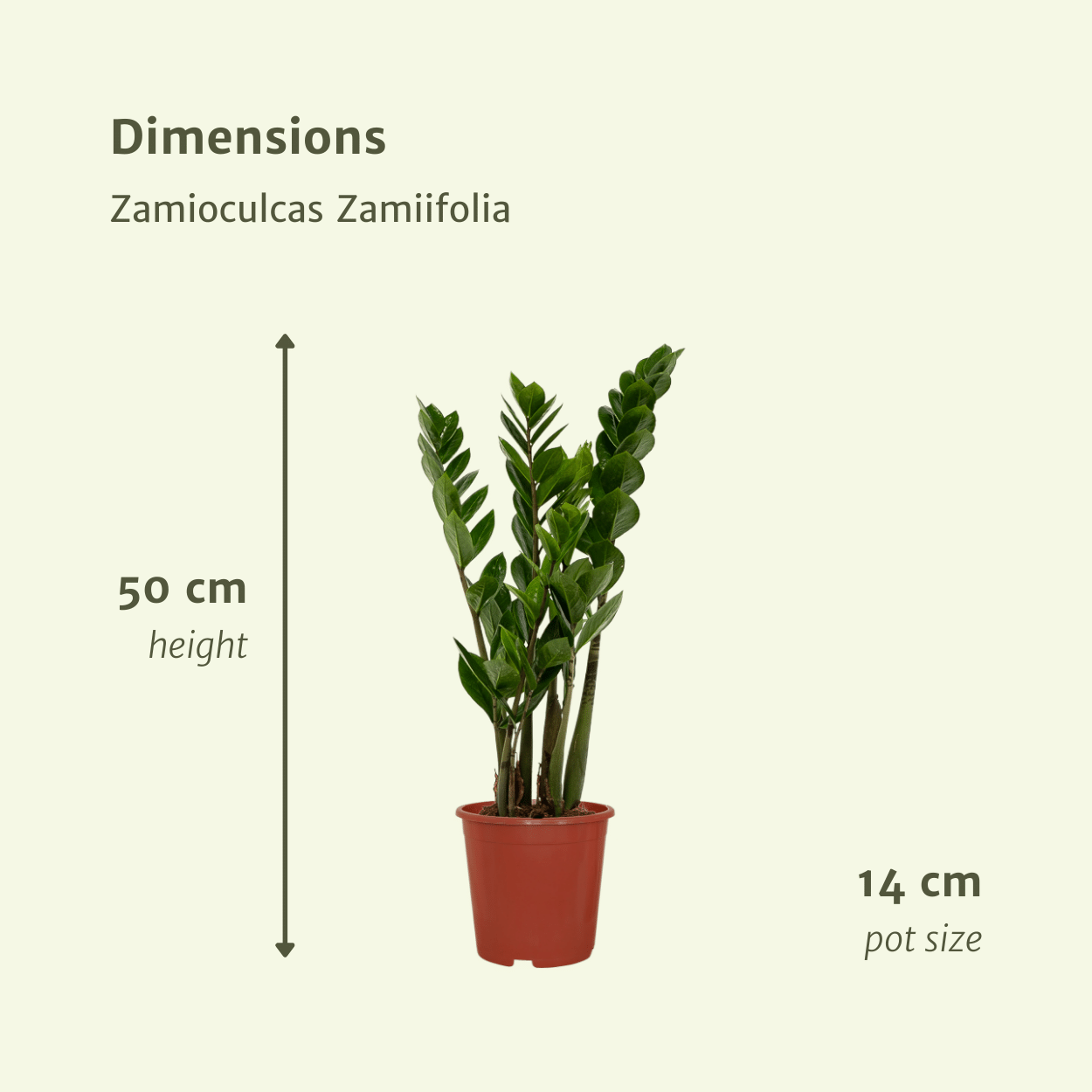 Zamioculcas Zimmerpflanze Smaragdpalme