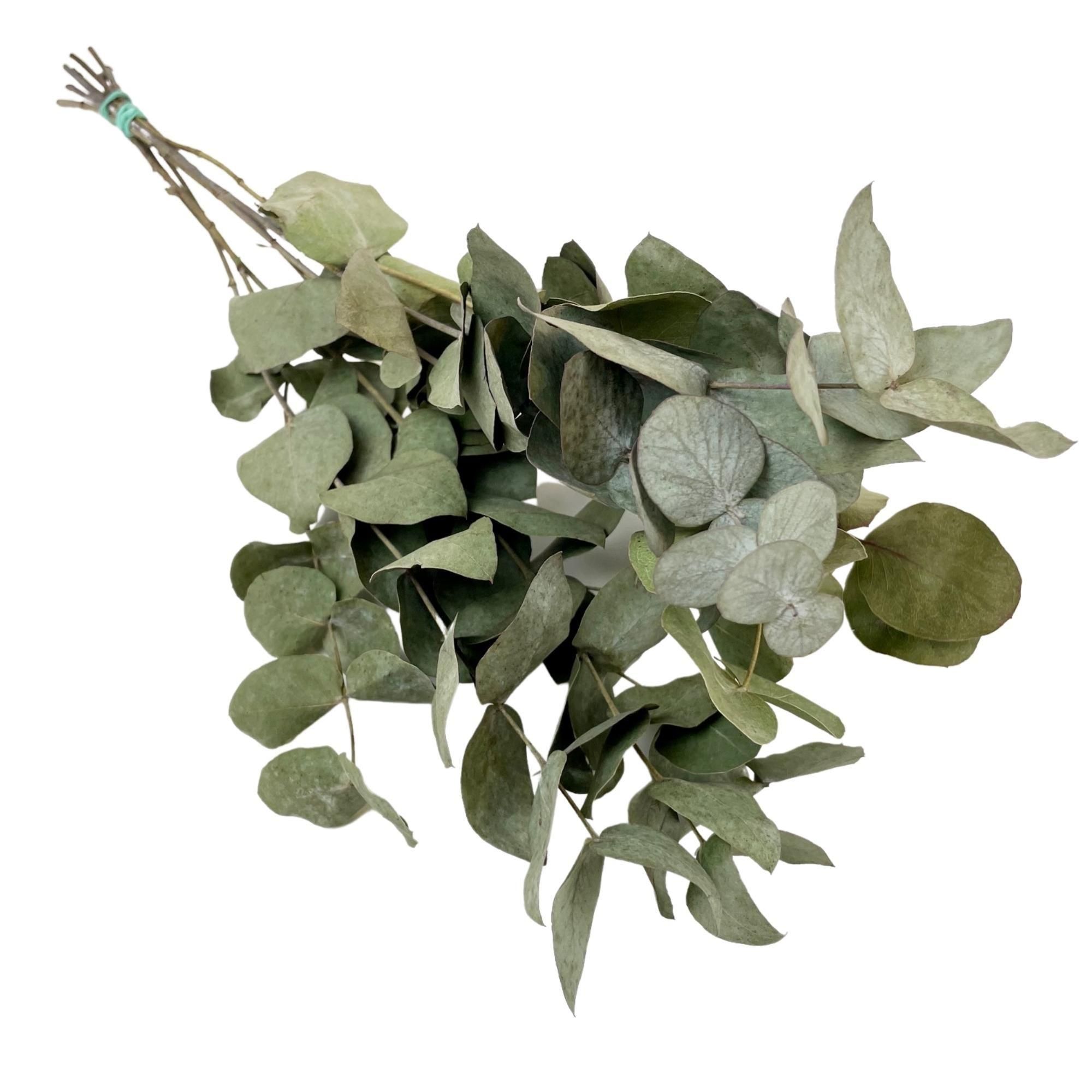 Getrocknete Eucalyptus Cinerea – 6 Bündel – ca. 50cm Länge
