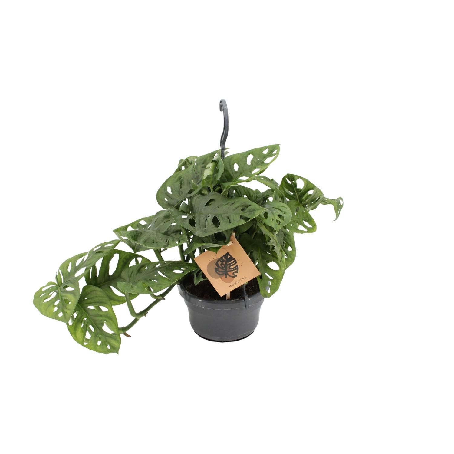 Monstera Monkey Zimmerpflanze