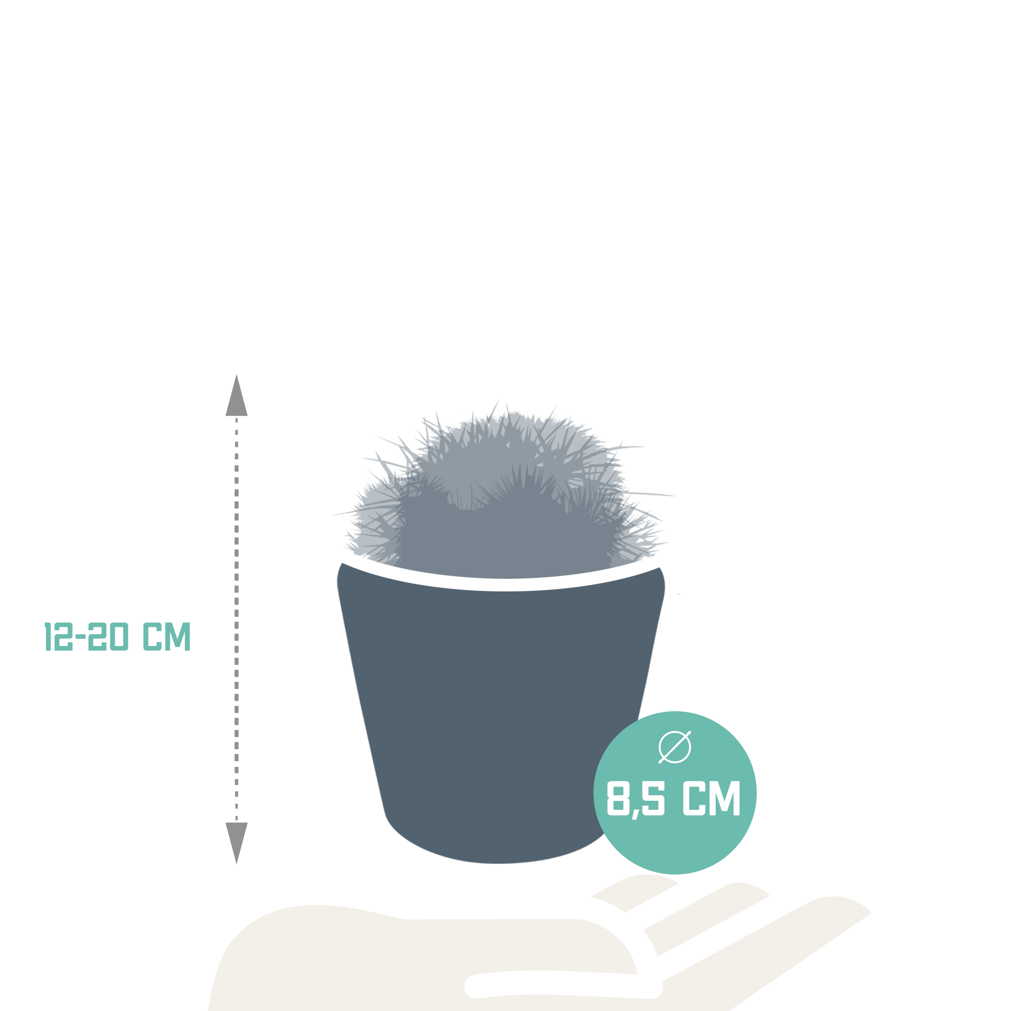 Bolcactus Mix in handbemaltem Mexikanischen Topf