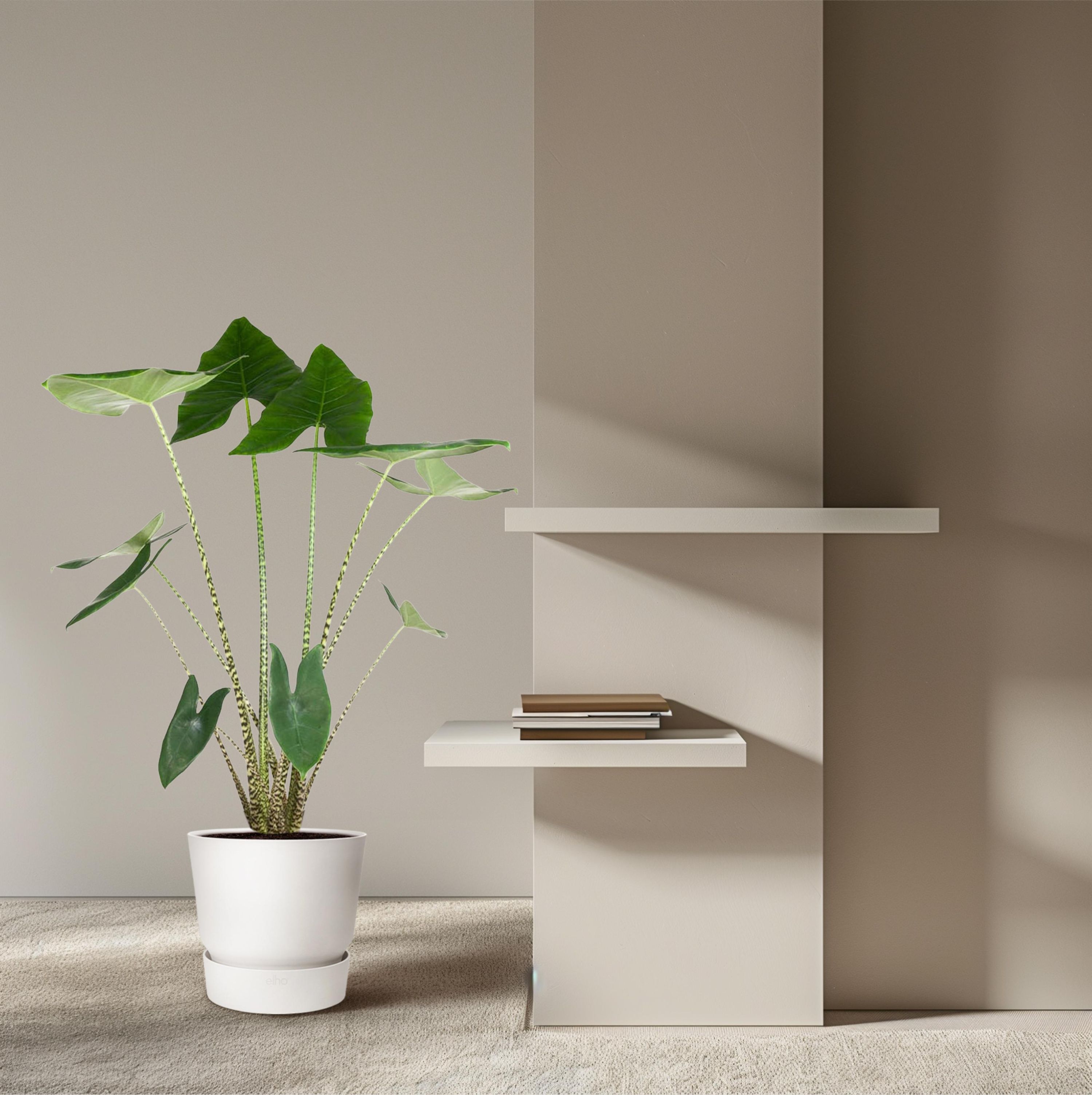 Alocasia Zebrina Zimmerpflanze