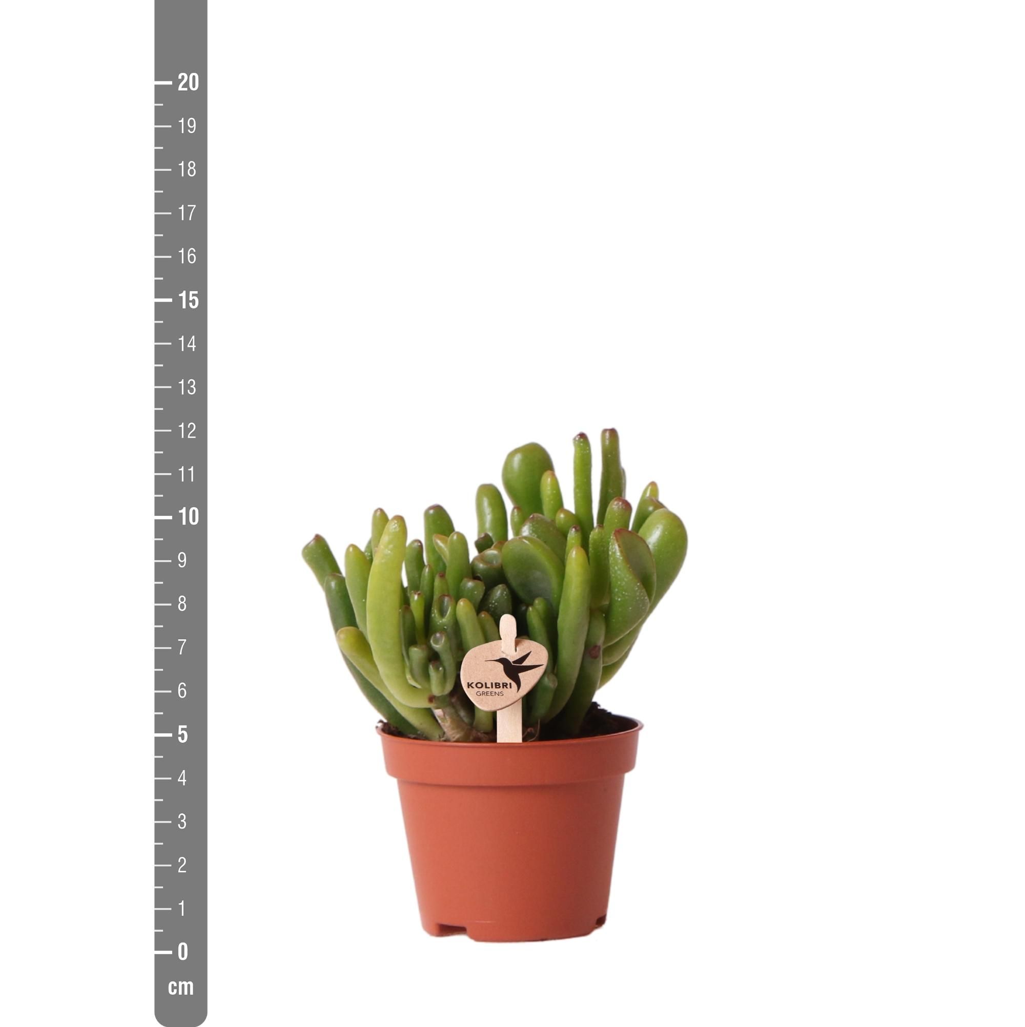 Crassula Hobbit Sukkulente grüne Zimmerpflanze