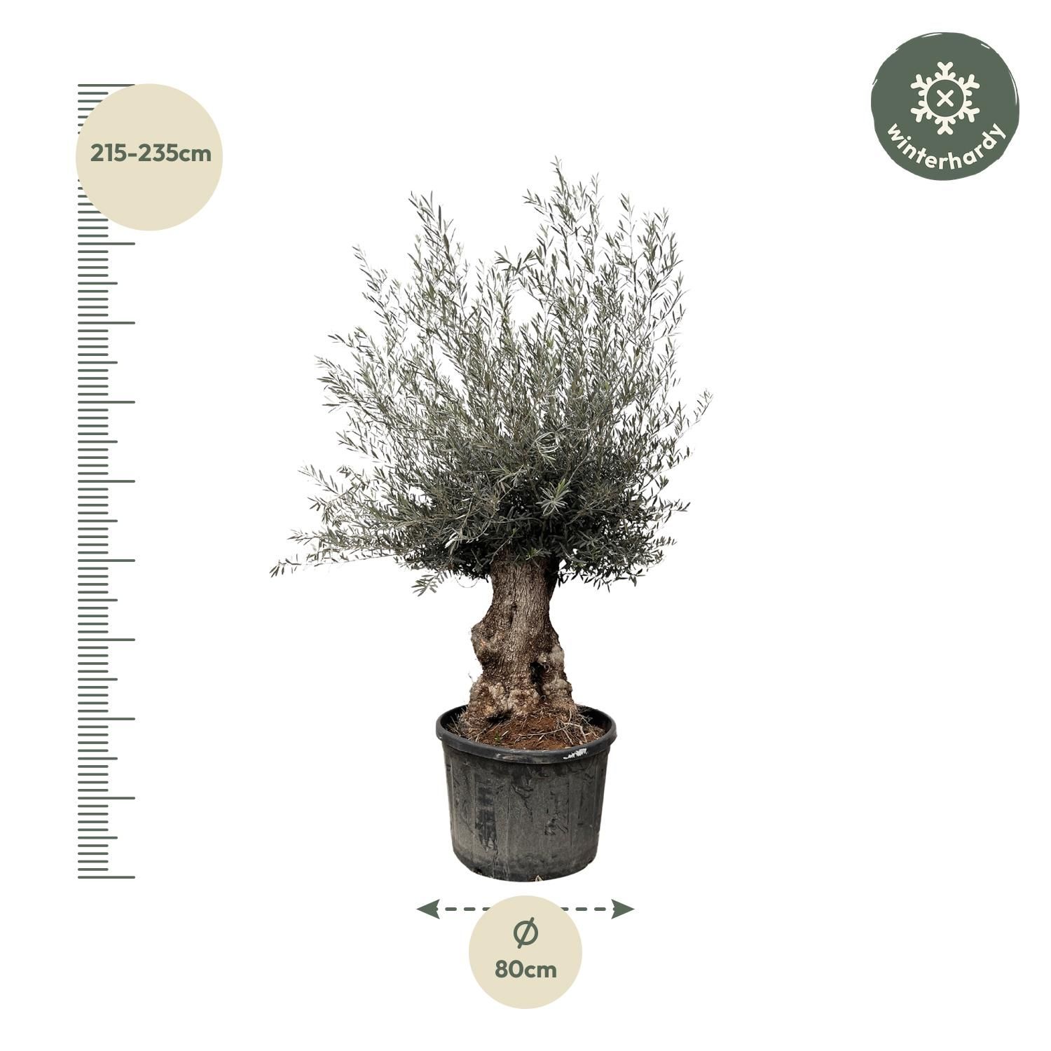 Oleander Bonsai Olea Europaea