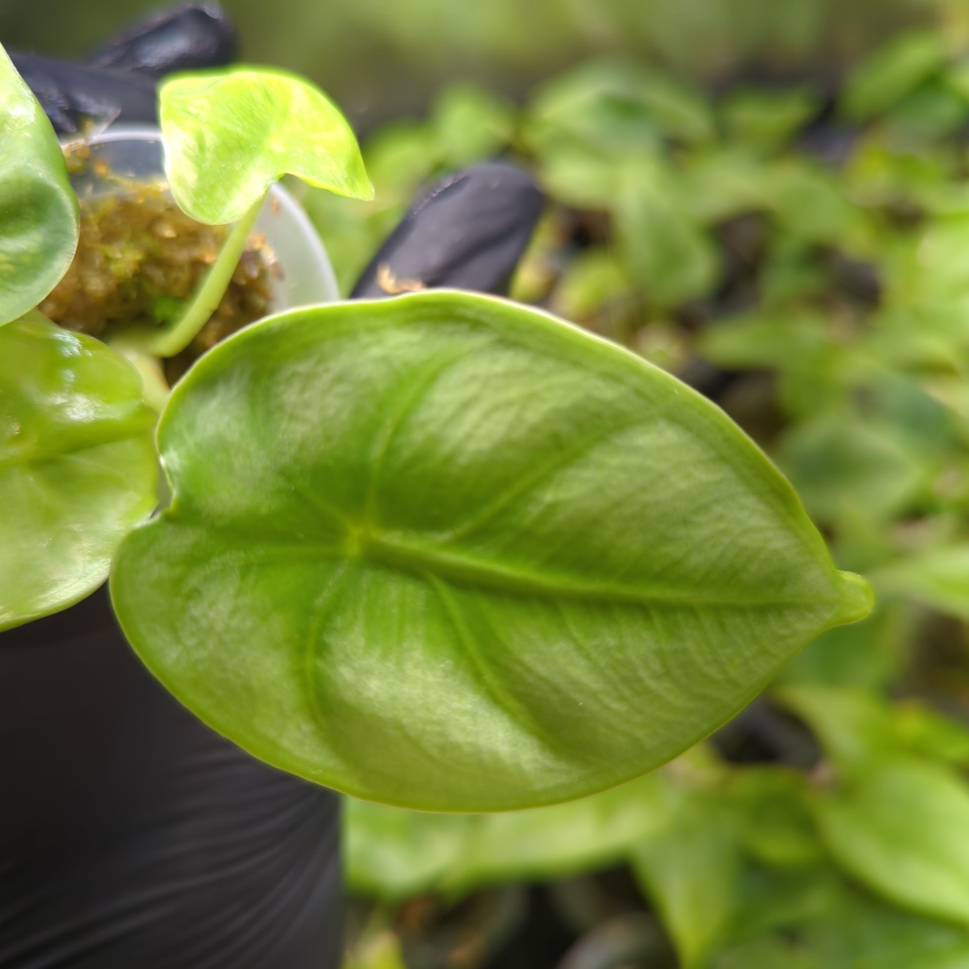 Alocasia Reversa + selbstbewässernder Übertopf