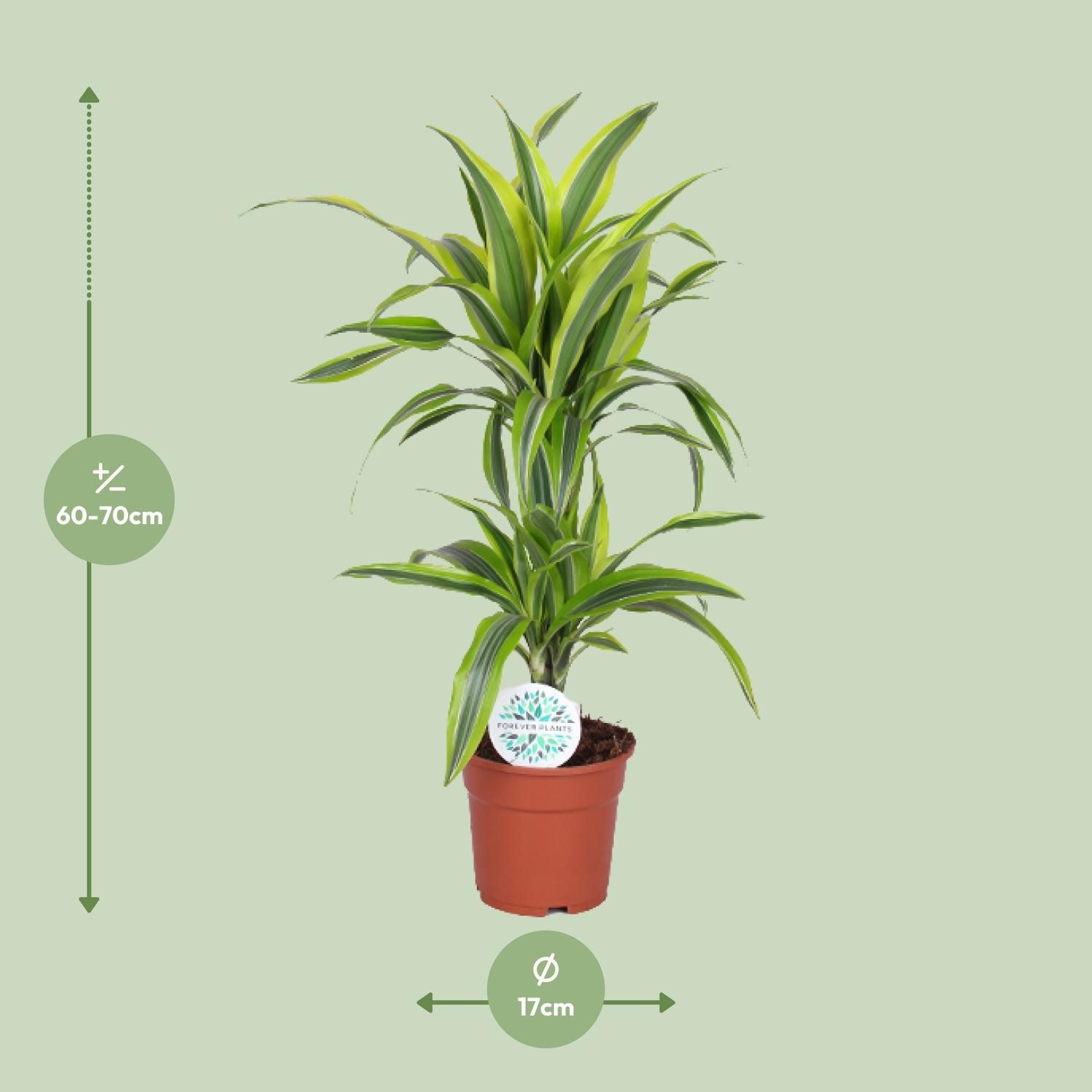 Dracaena Lemon Lime - Lebendige Zimmerpflanze mit Luftreinigender Wirkung