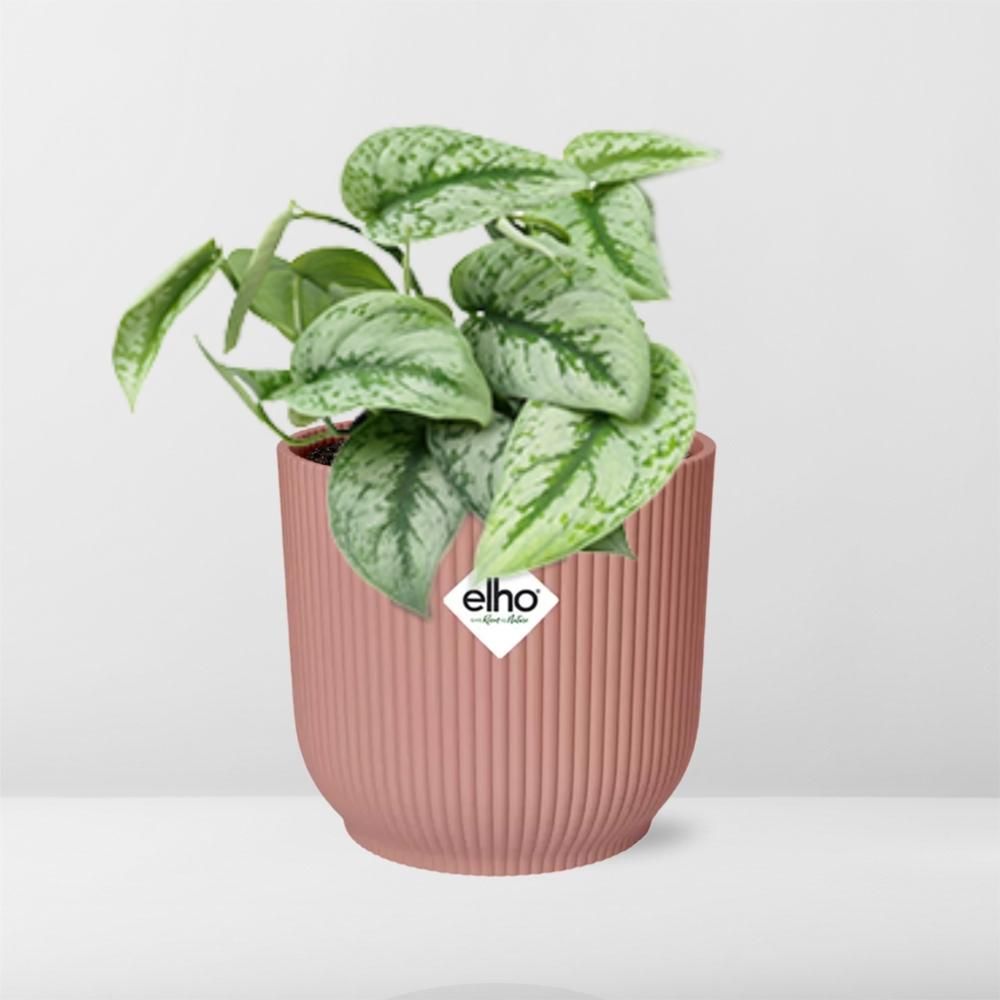 Scindapsus Pictus ‚Trebie‘ Zimmerpflanze im eleganten Übertopf