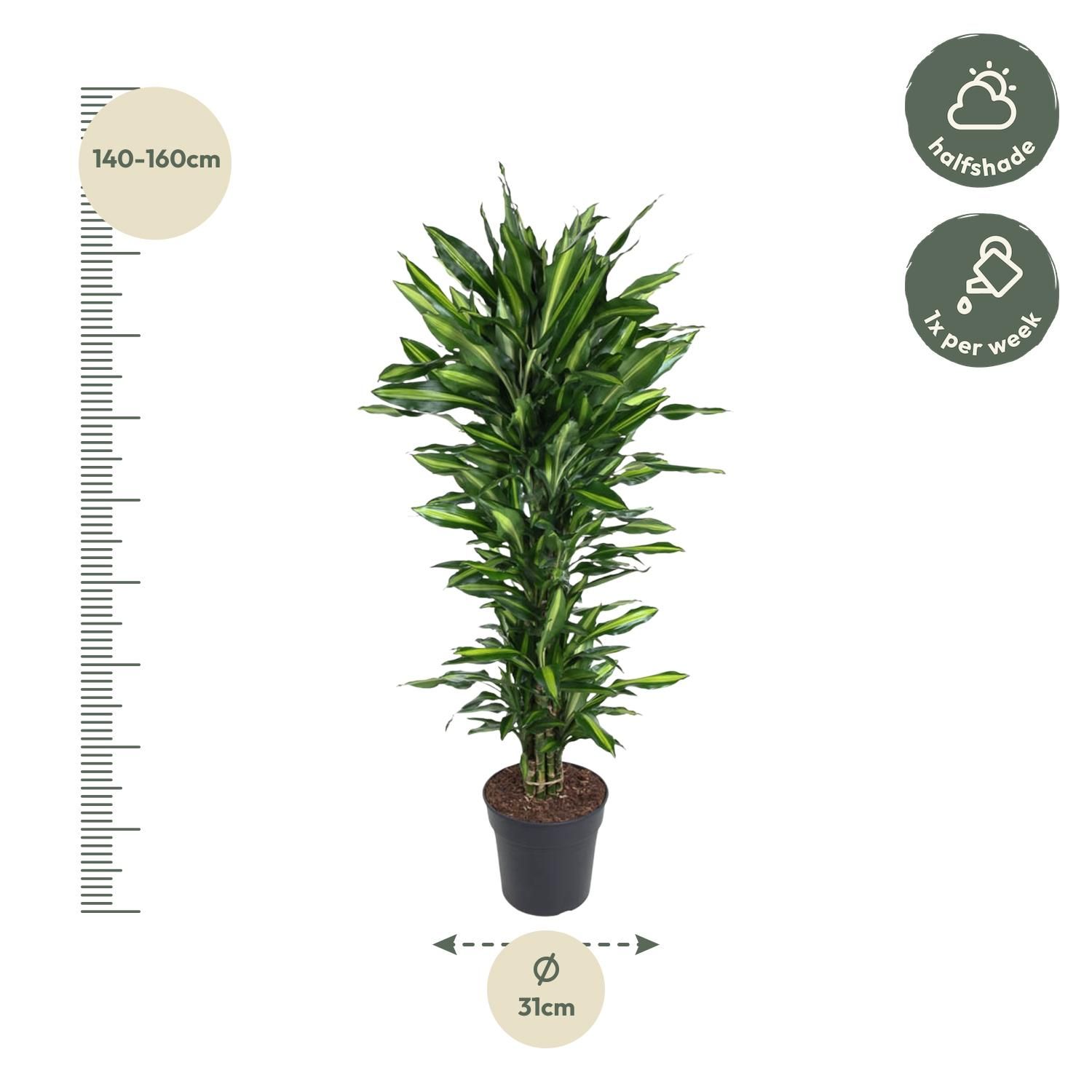 Dracaena Cintho Zimmerpflanze