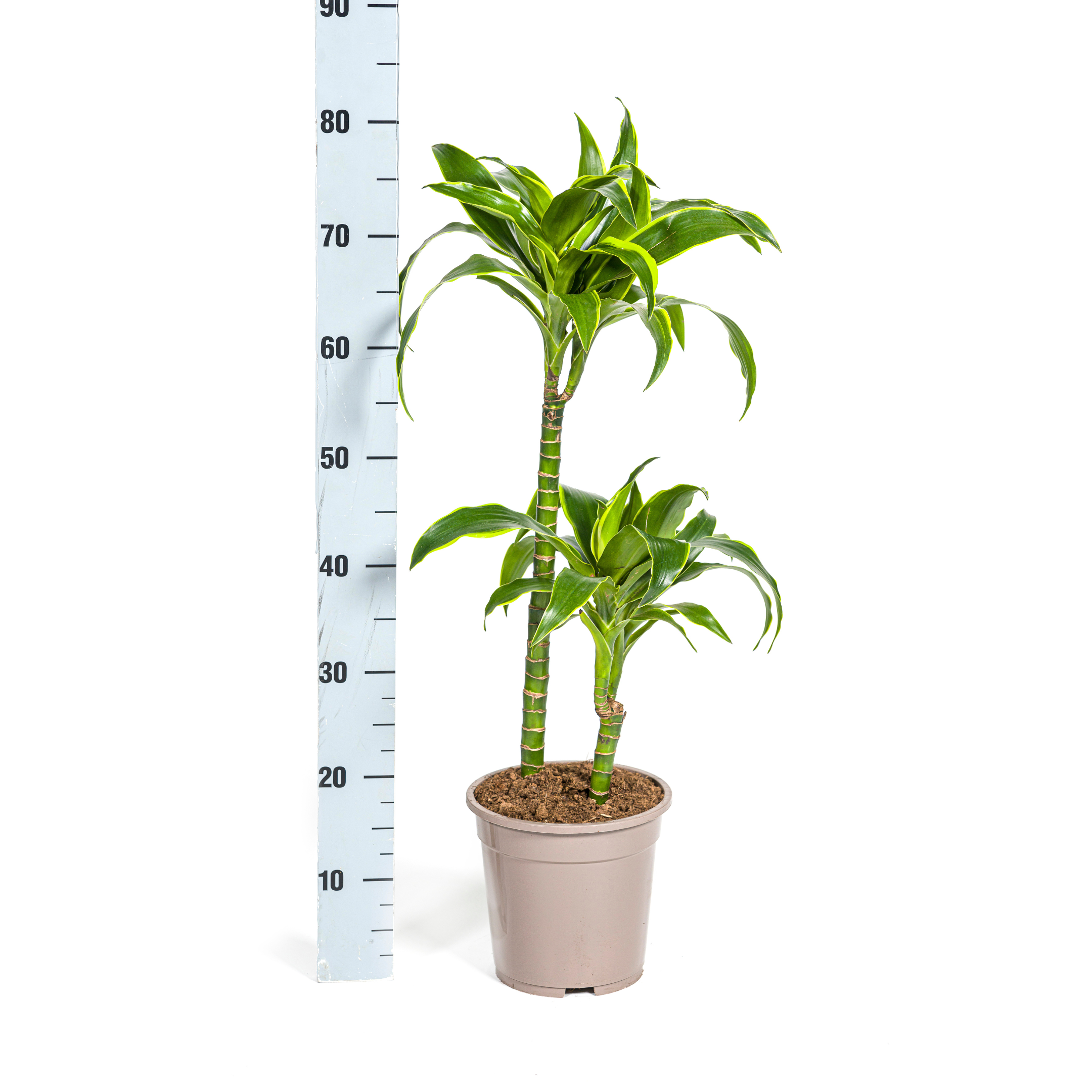 Drachenbaum Deremensis Dorado Ø19cm – ↕70–90cm – Blickfang Zimmerpflanze
