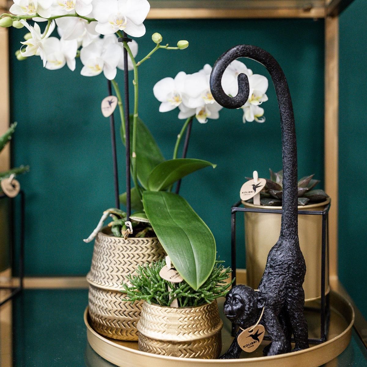 Phalaenopsis Orchidee und Aloe Sukkulente im Goldtopf