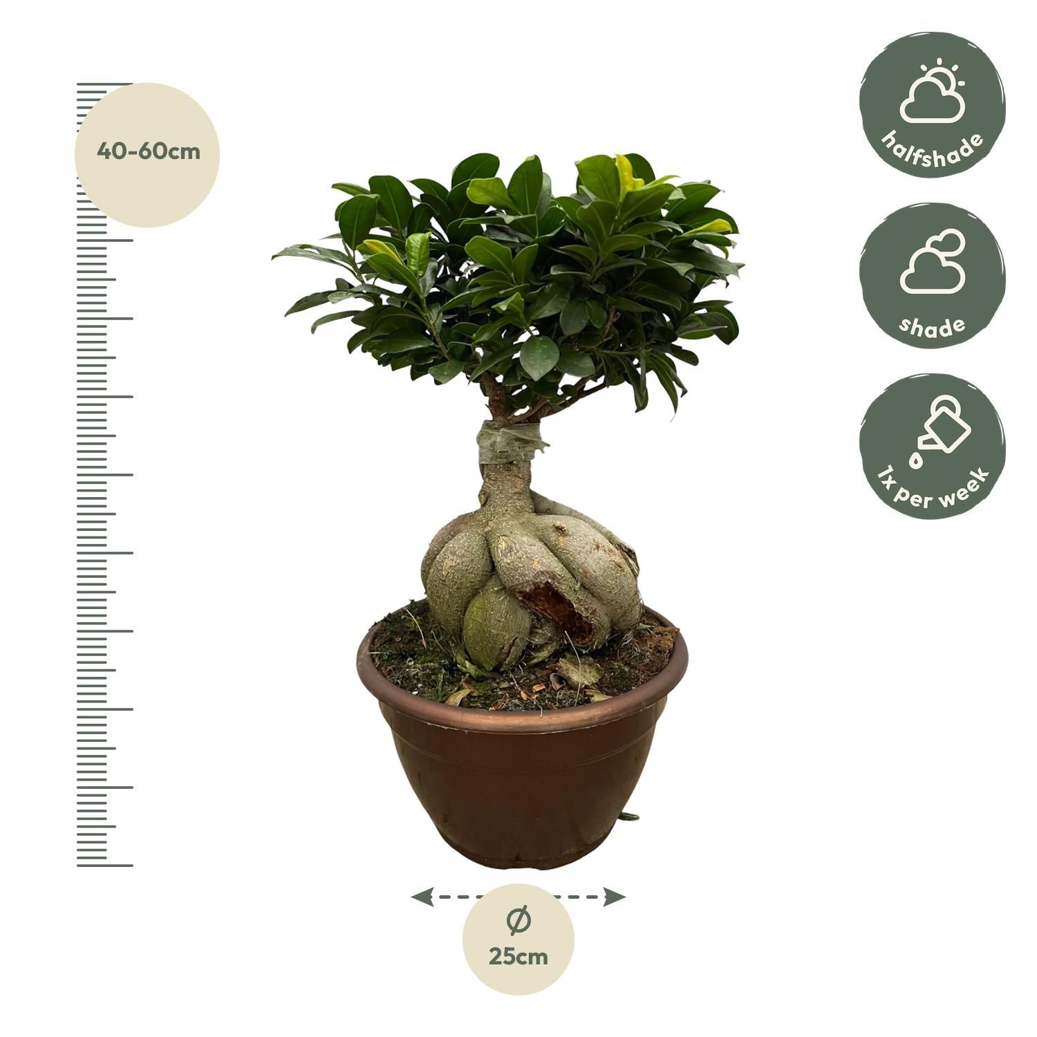Ficus Microcarpa Ginseng Zimmerpflanze
