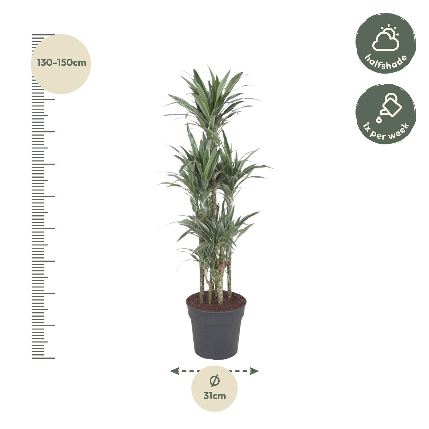 Dracaena Warneckei - Stilvolle Zimmerpflanze