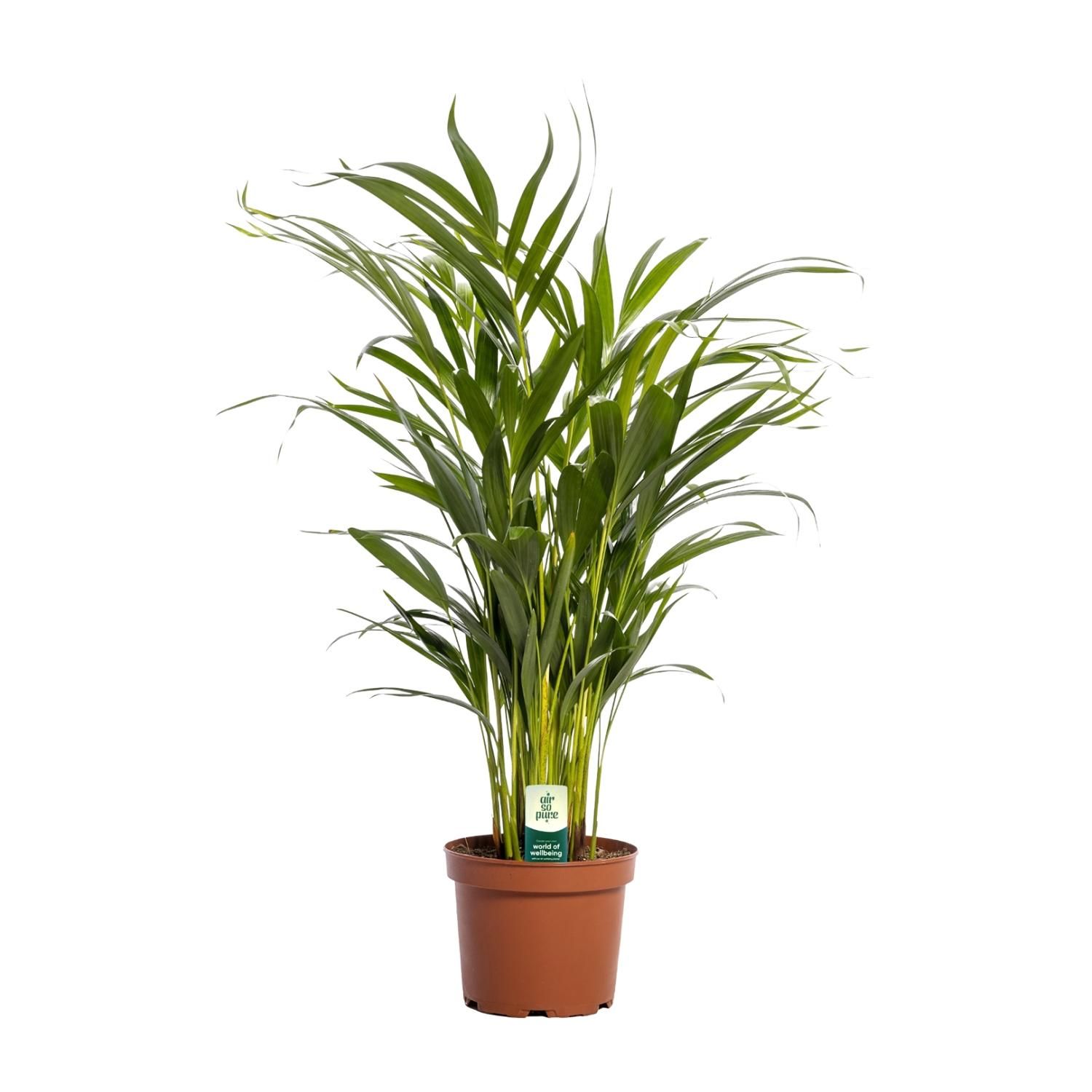 Dypsis Lutescens Areca-Palme