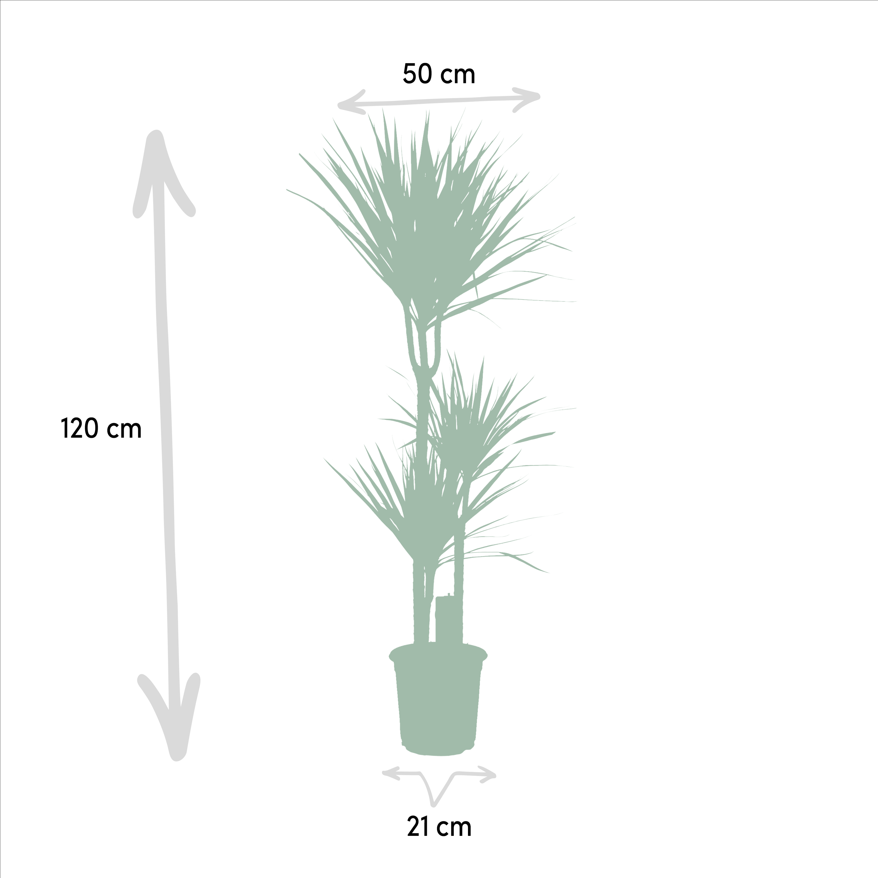 Dracaena Zimmerpflanzen Set – Drachenbäume für Wohnräume