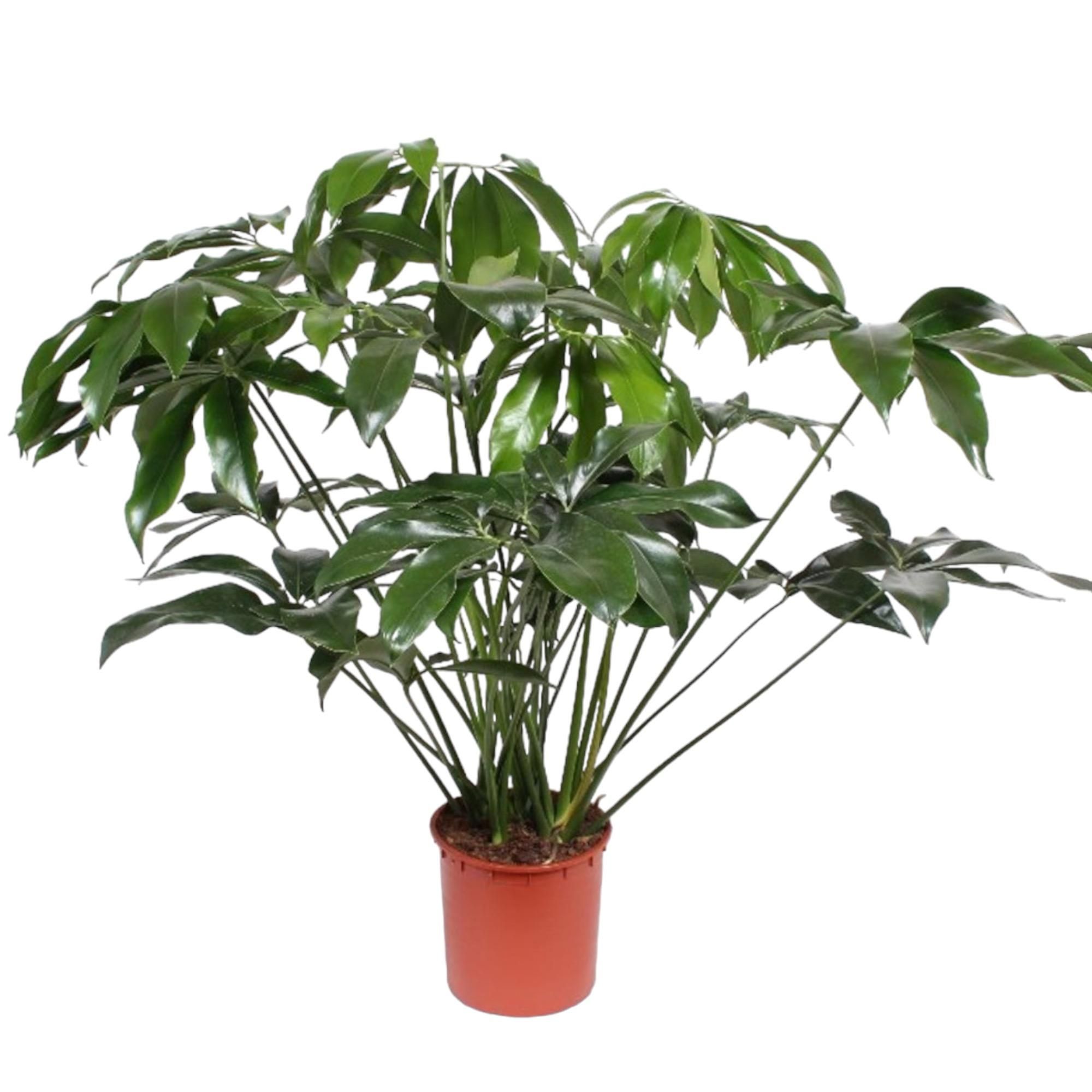 Philodendron Green Wonder Indoorpflanze