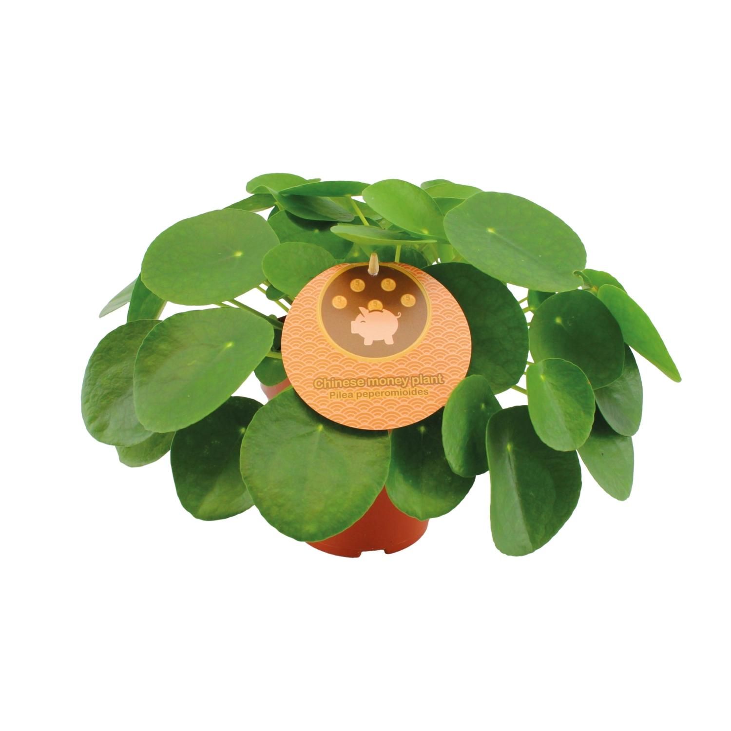 Pilea Peperomioides – Elegante Zimmerpflanze mit runden Blättern