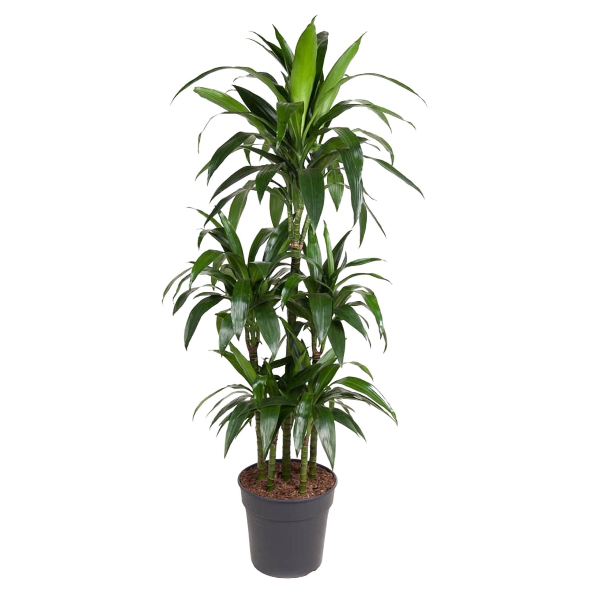 Dracaena Janet Craig Carrousel Zimmerpflanze
