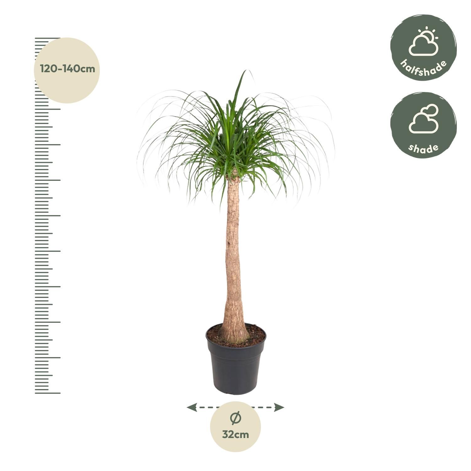 Beaucarnea - Exotischer Zimmerpflanzen-Stamm
