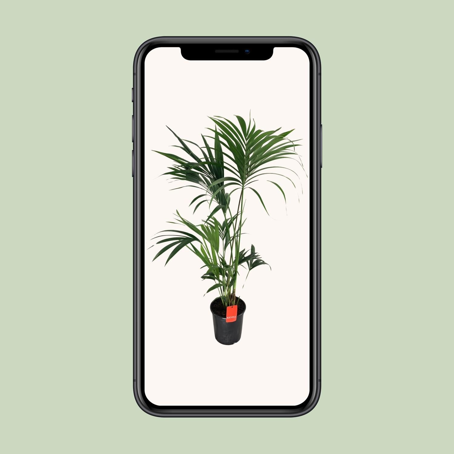 Kentia-Palme Howea – elegante Zimmerpflanze