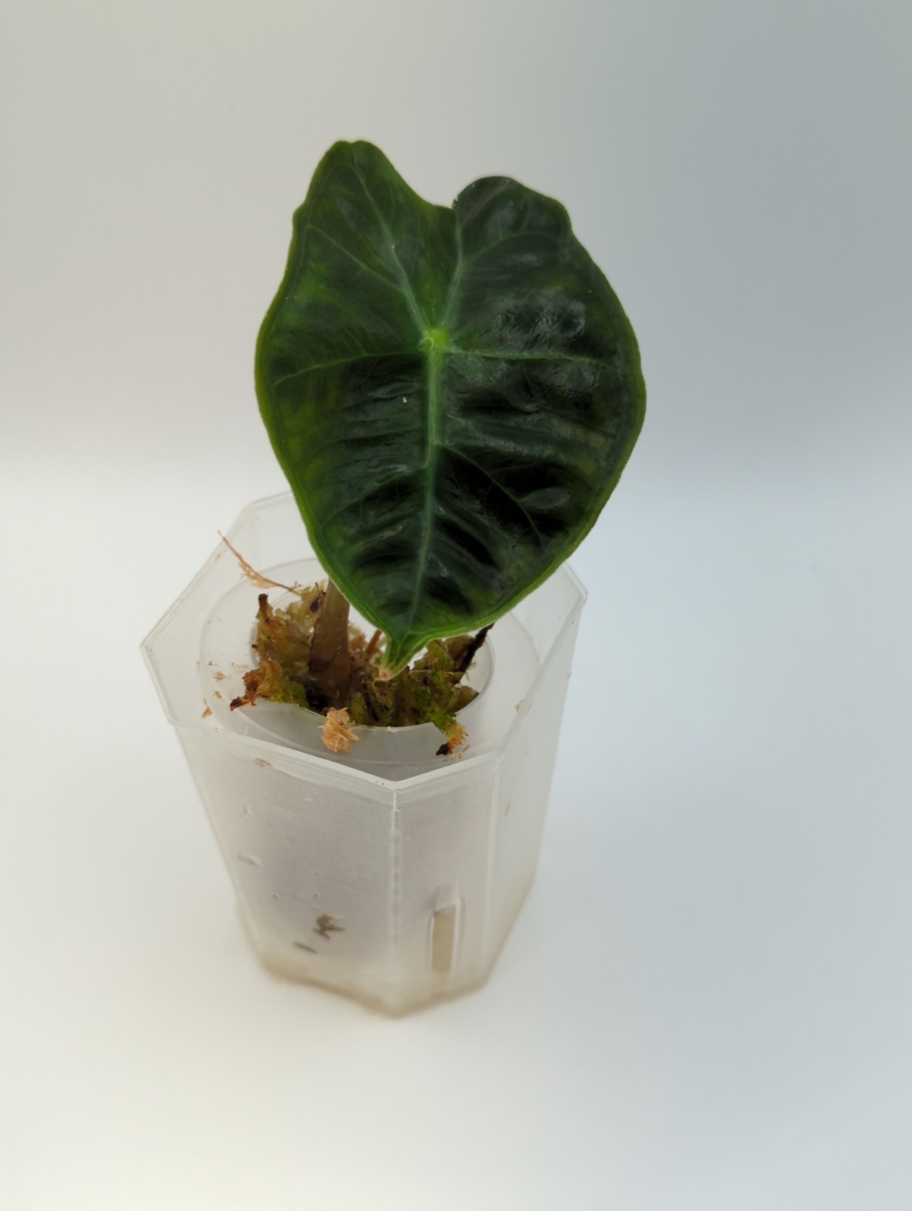 Alocasia sanderiana Dwarf Amazonica