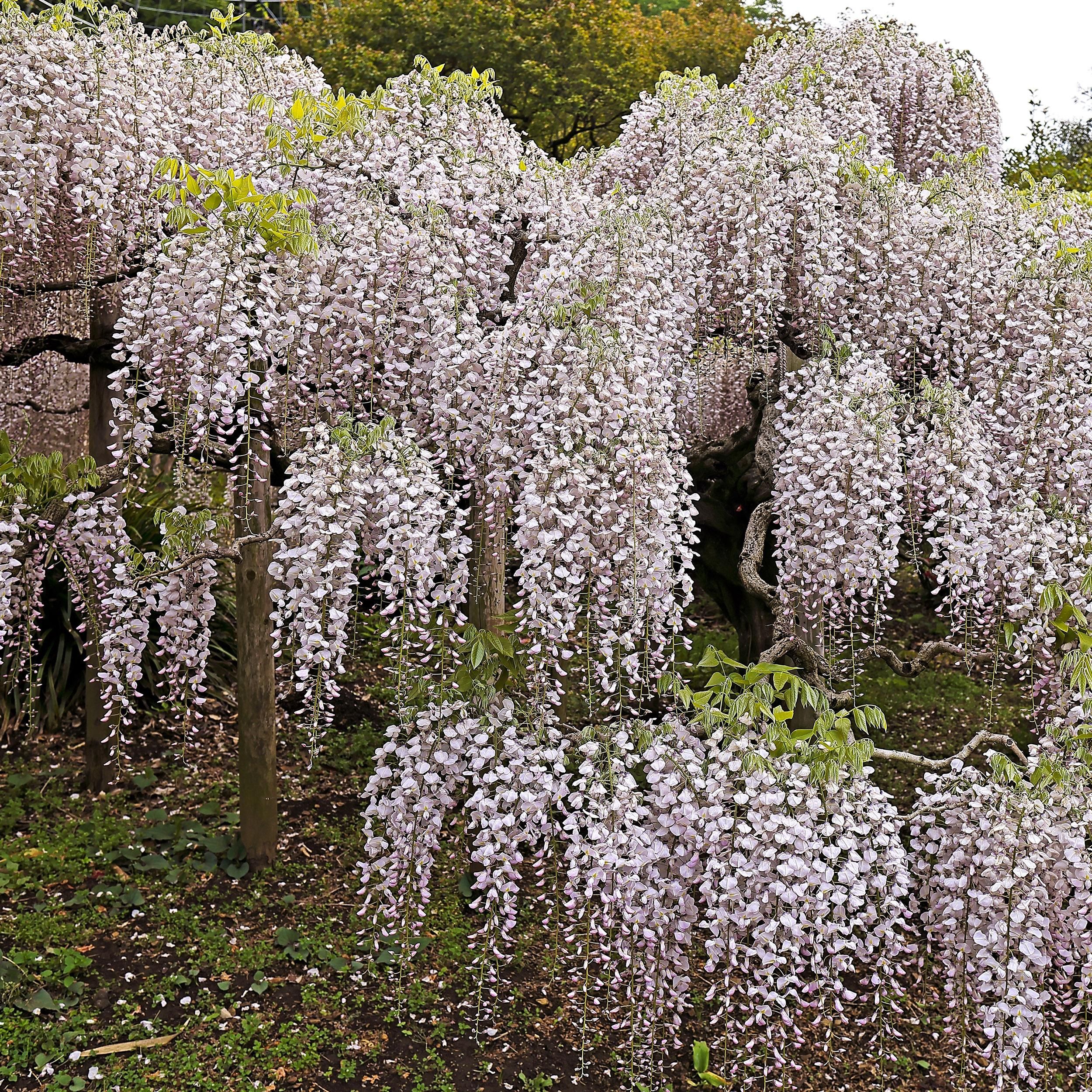 Blauregen Wisteria floribunda Rosea Kletterpflanze mit rosa Blüte